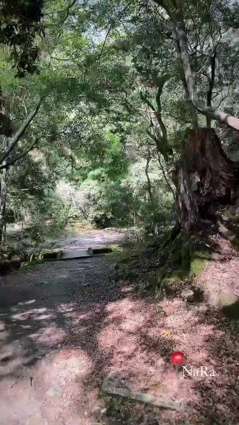Forest trail walk in Nara