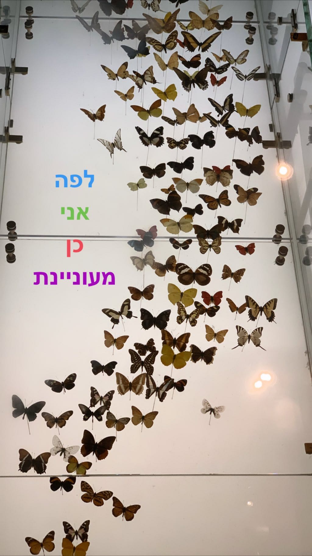 תערוכת פרפרים במוזיאון בניו יורק