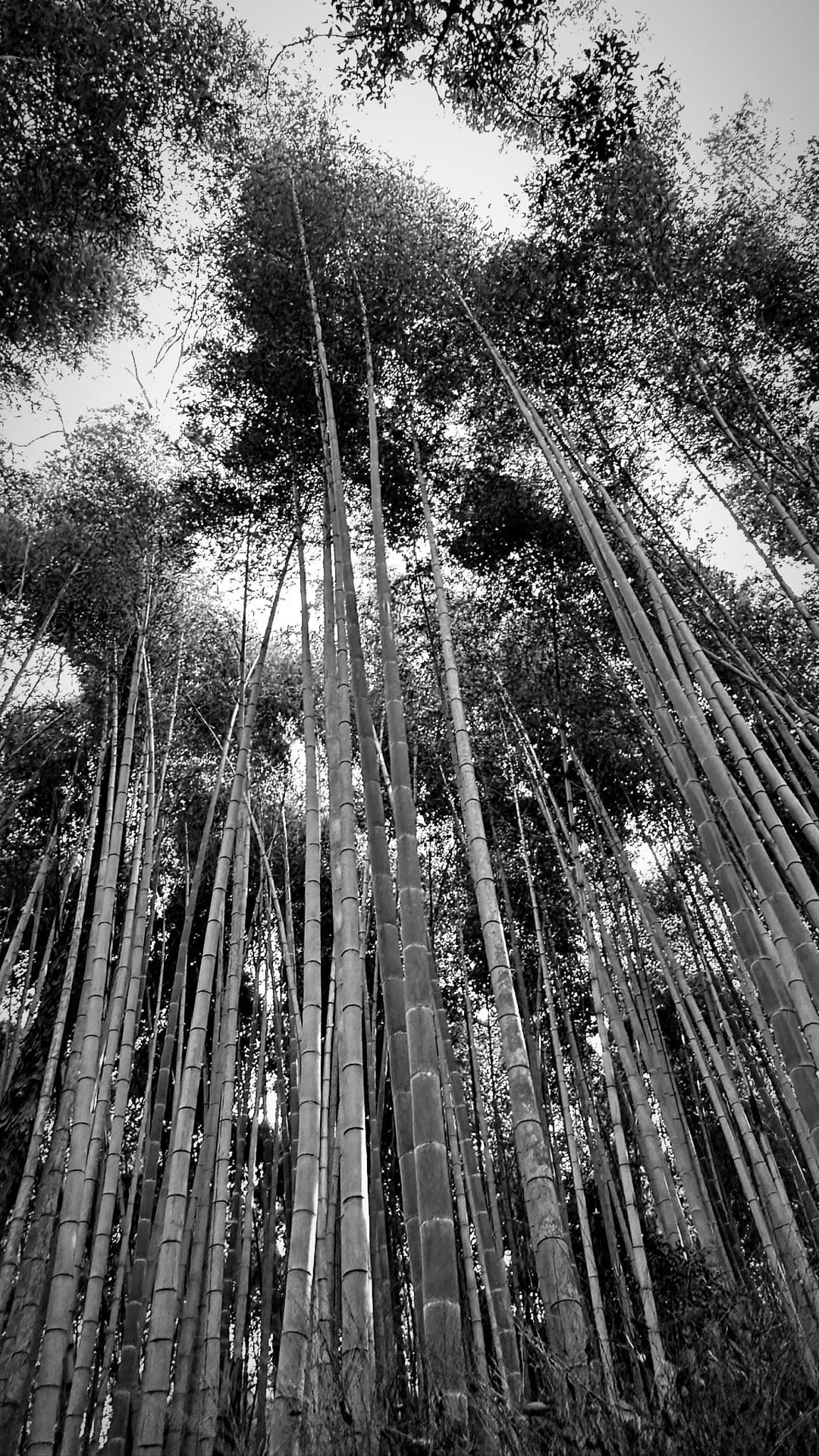 Bamboo grove in Kyoto