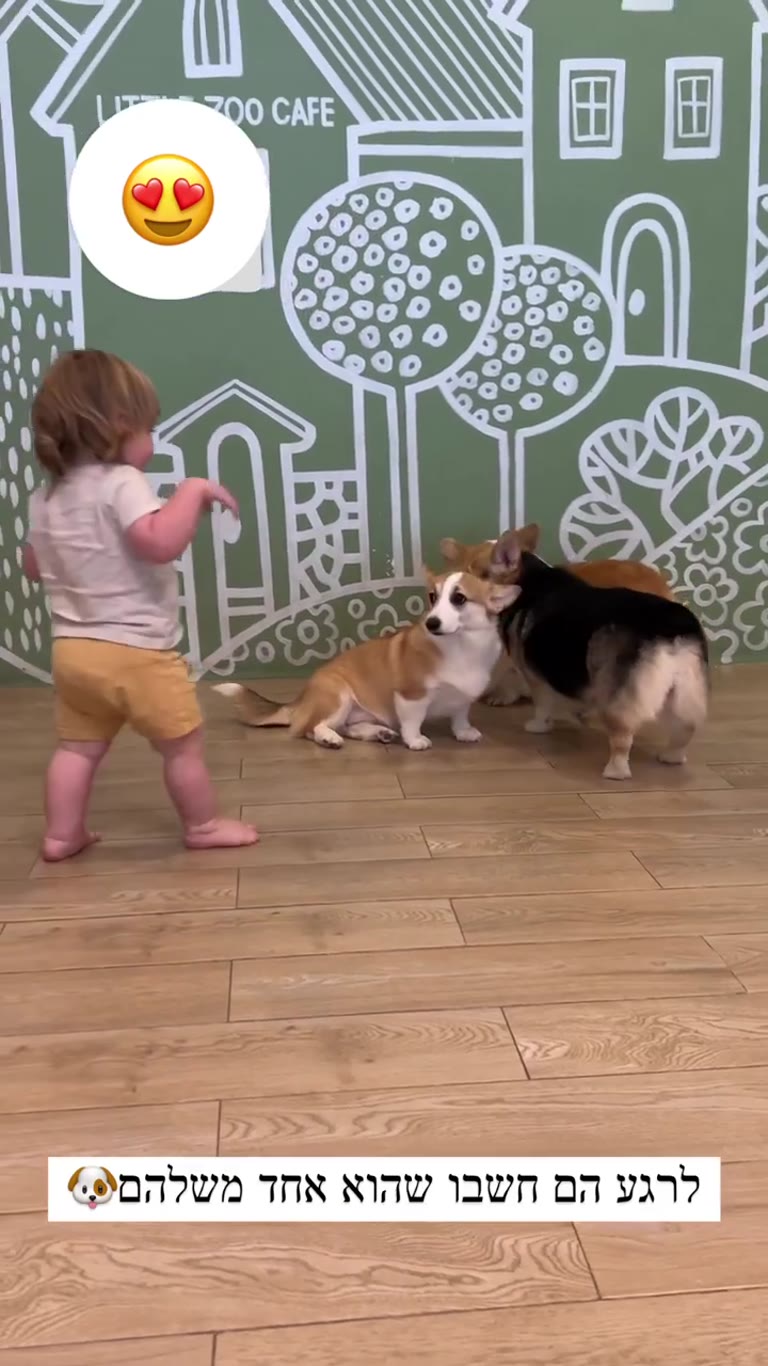 Little Zoo Cafe בבנגקוק - קפה קורגי