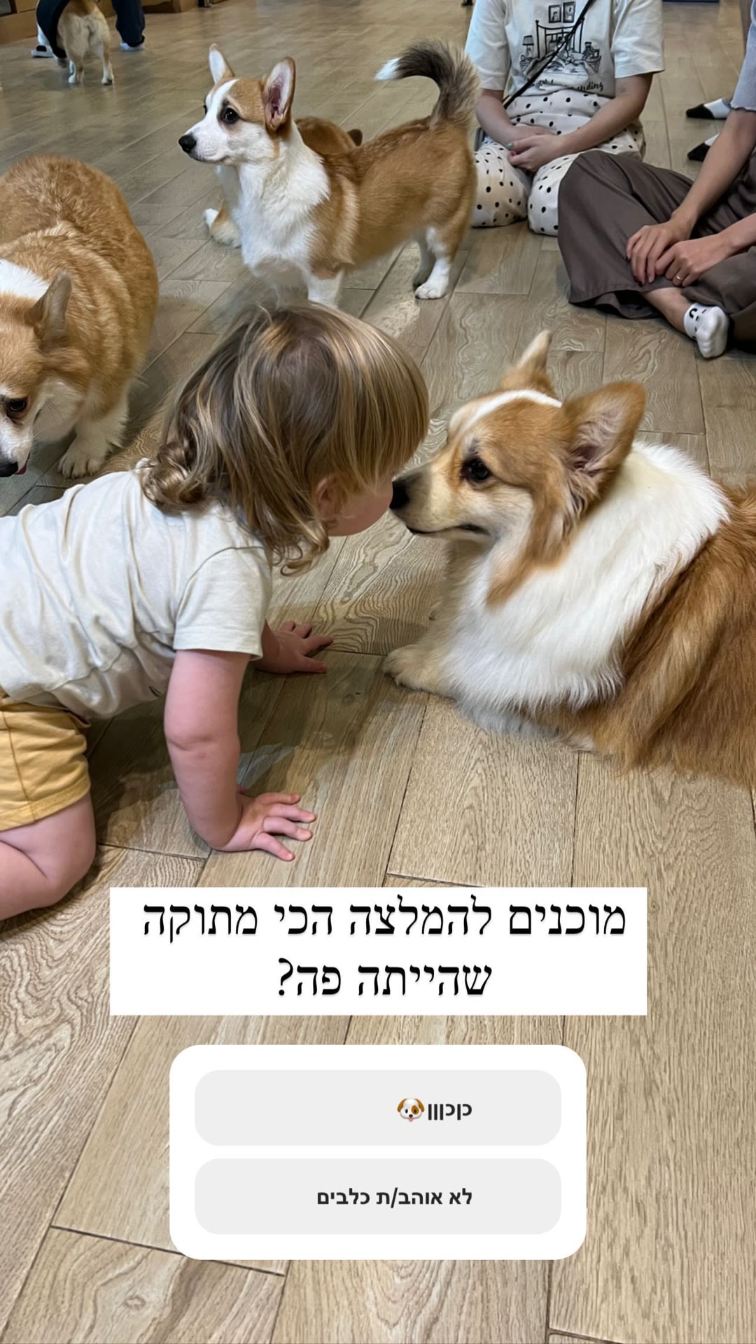 קפה קורגי בבנגקוק — ההמלצה הכי מתוקה