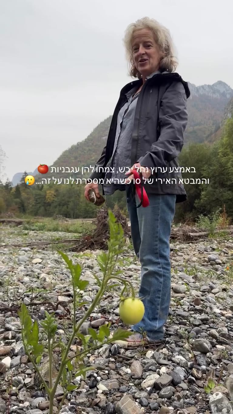 עגבניות בר בערוץ נחל יבש בצרפת