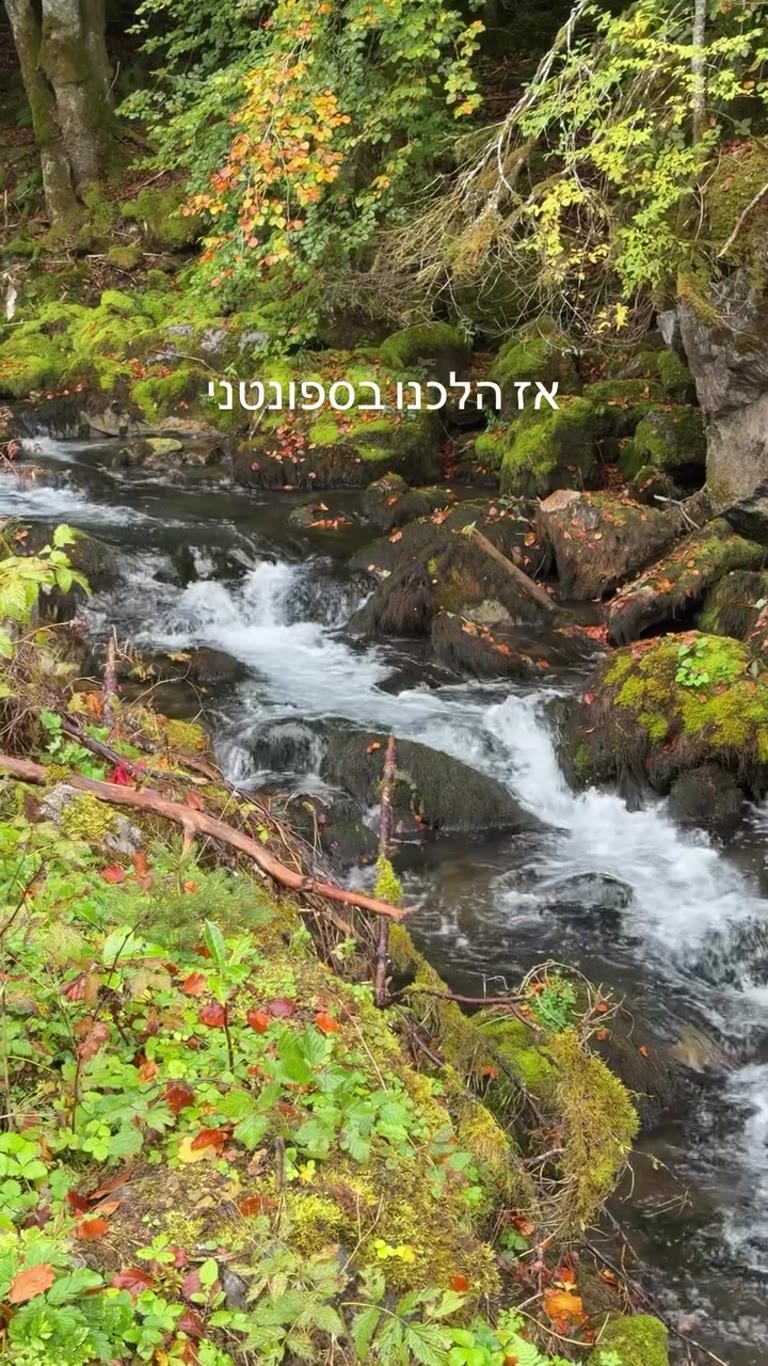 נחל ביער סתווי בצרפת