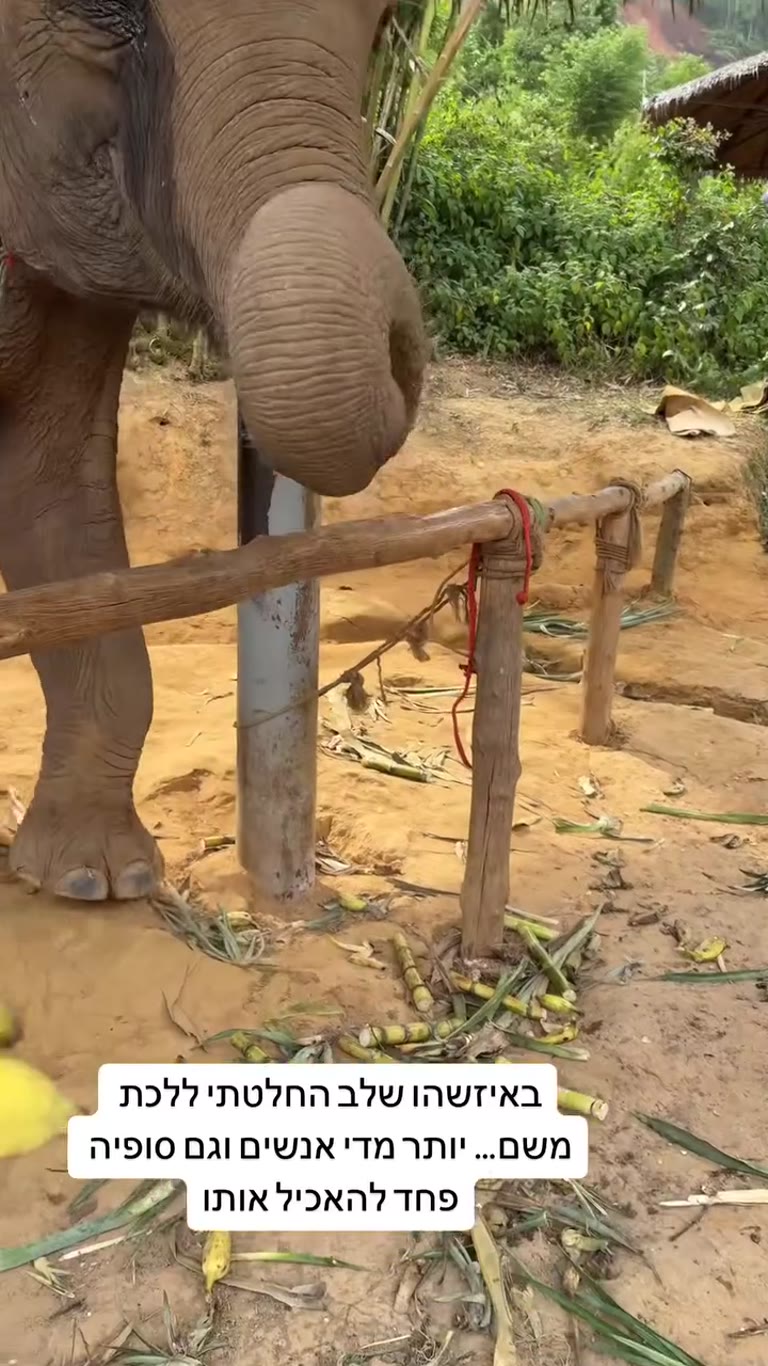 Elephant sanctuary in Phuket — too crowded