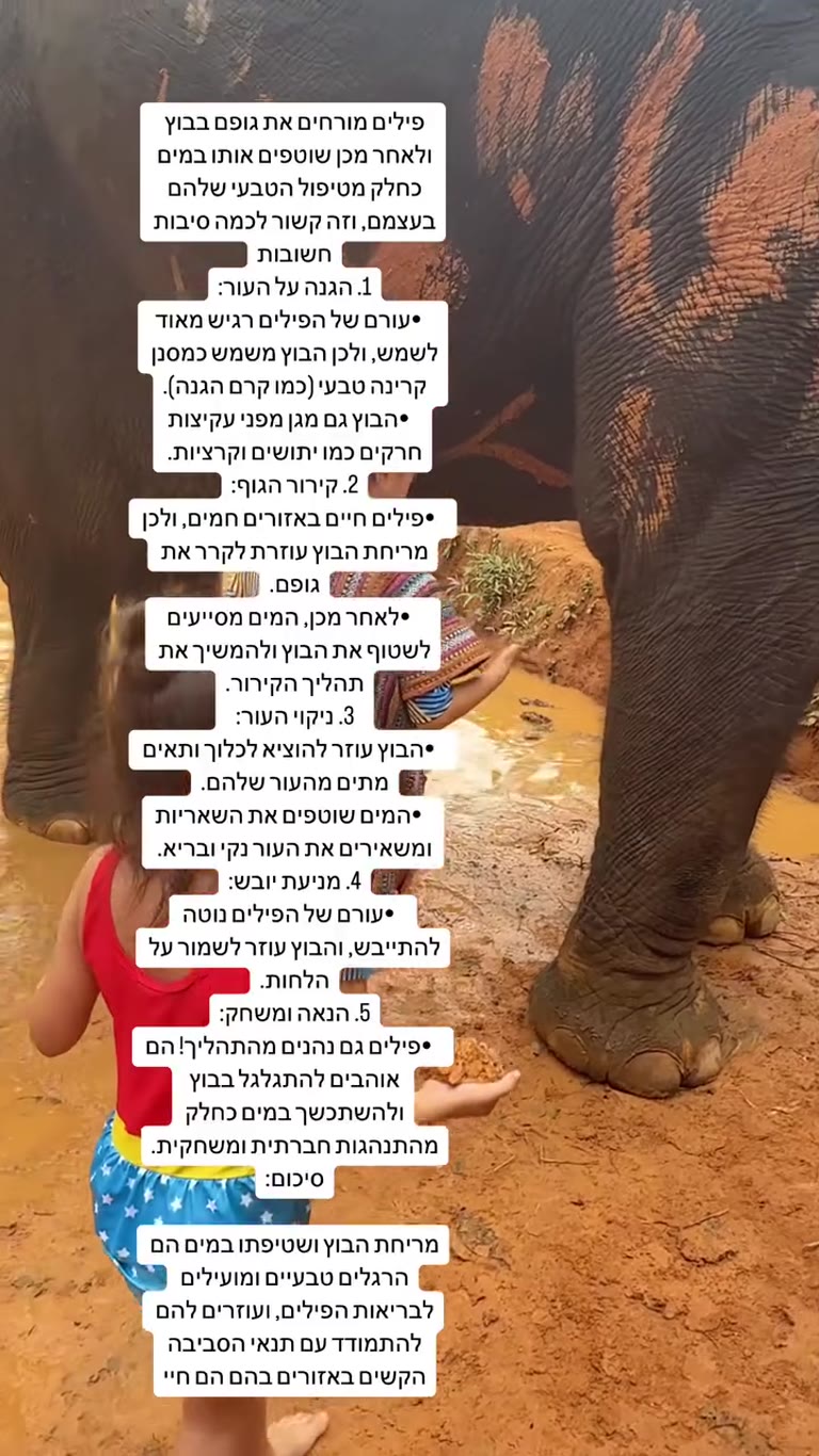 מקלט הפילים בפוקט – רחצה ובוץ