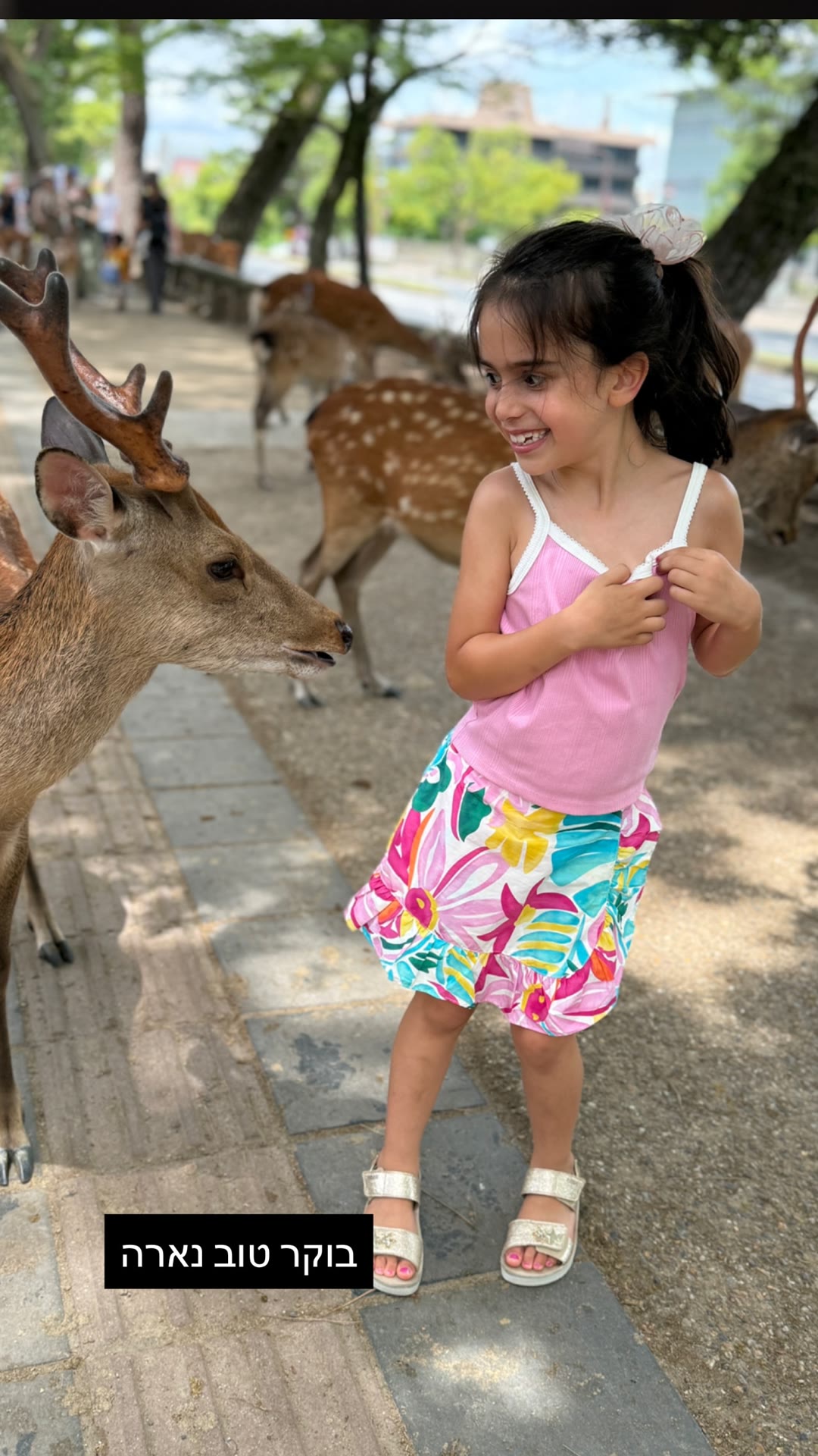 בוקר טוב נארה – האיילים של נארה