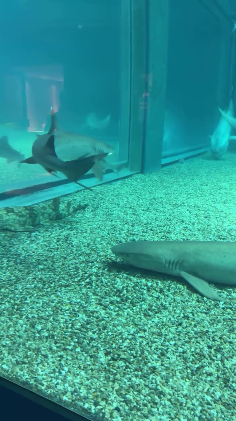 Shark tank at Osaka's Kaiyukan aquarium
