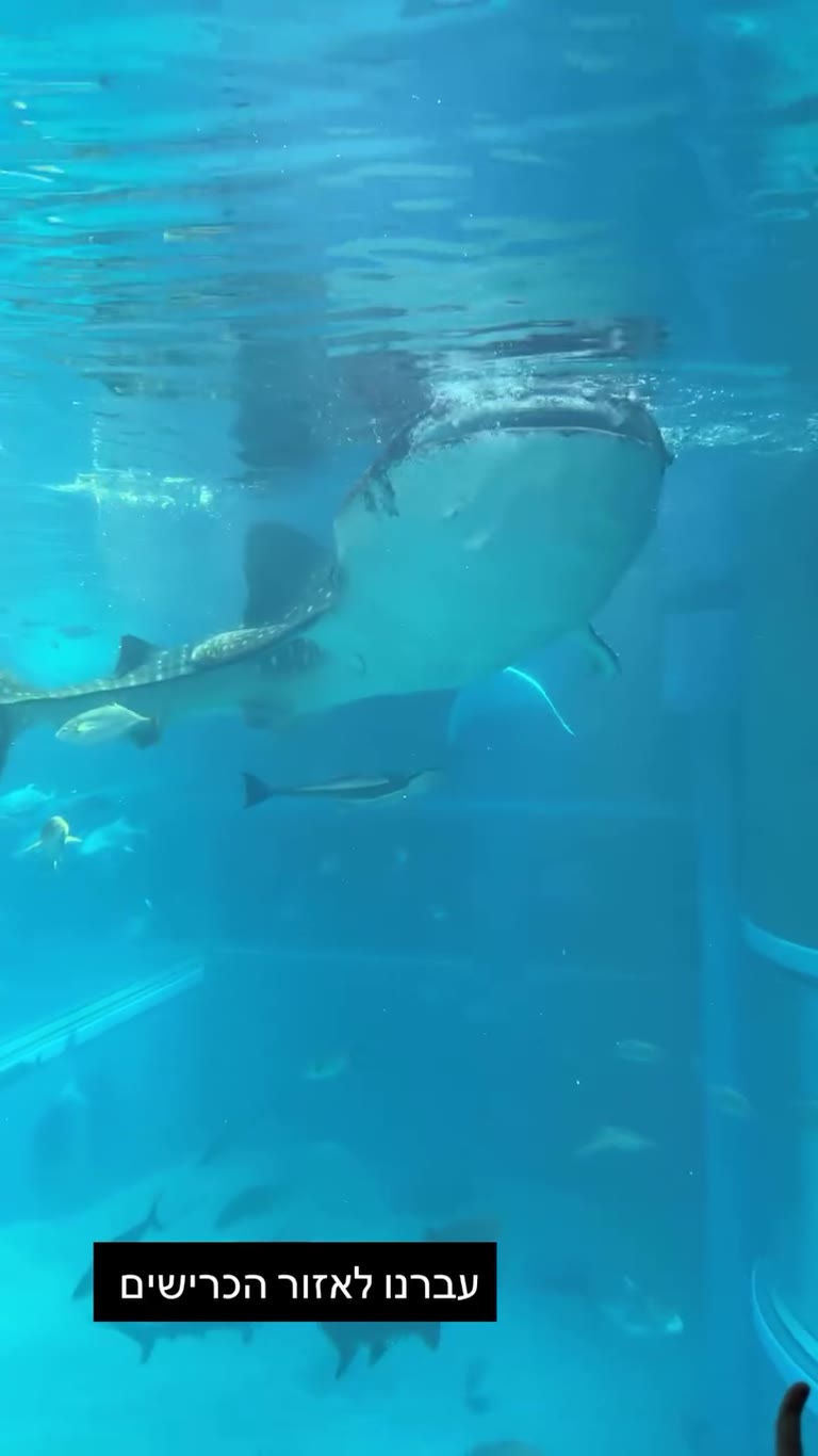 Whale shark at Osaka Aquarium Kaiyukan