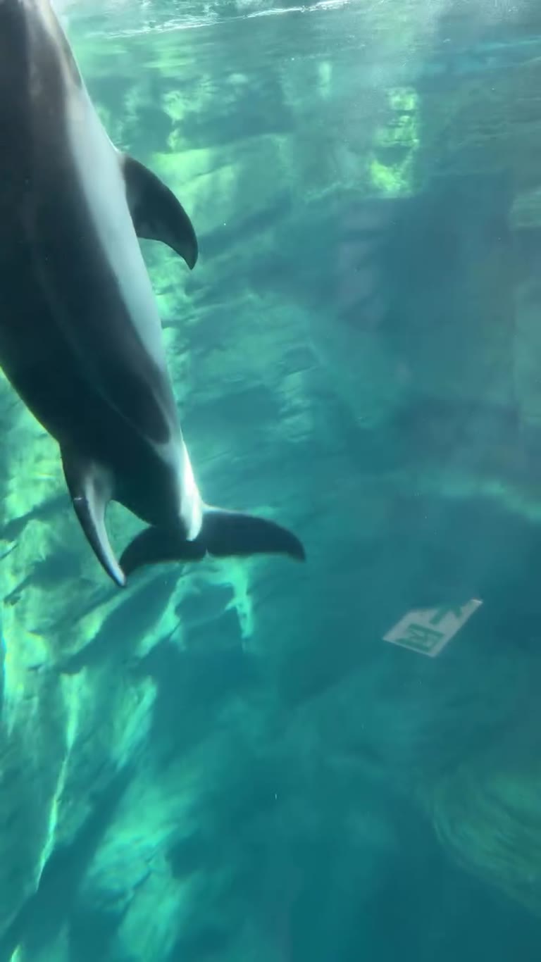 Dolphins at Osaka Aquarium Kaiyukan