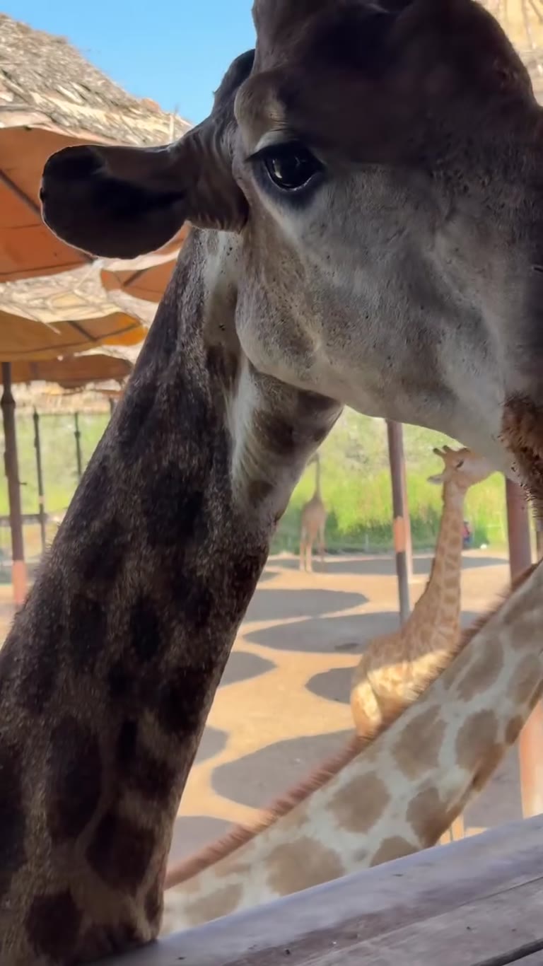 Feeding giraffes up close near Bangkok
