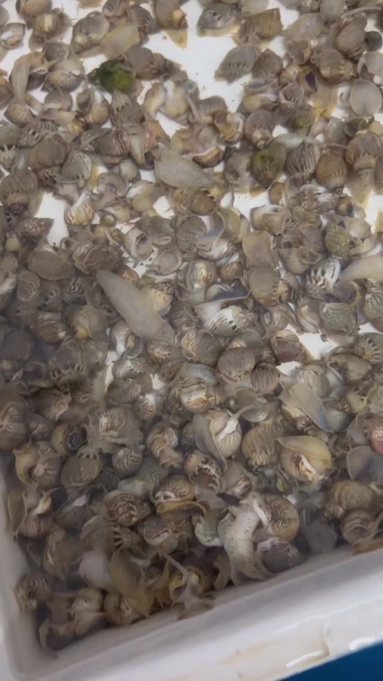 Live sea snails at a Naples fish stall