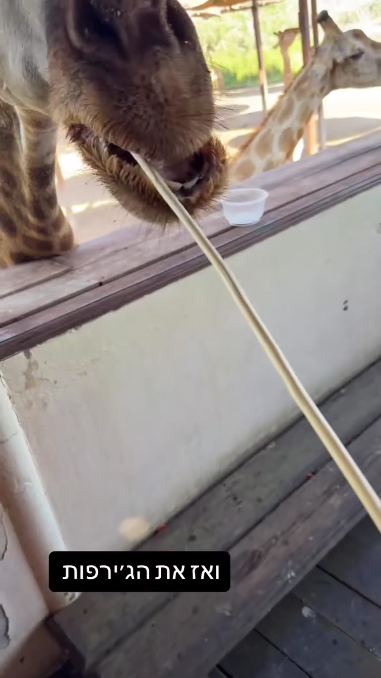 Feeding giraffes at a Bangkok safari park