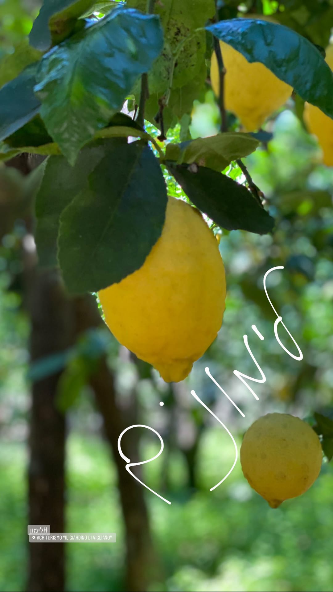 פרדס הלימונים ב-Agriturismo Il Giardino di Vigliano