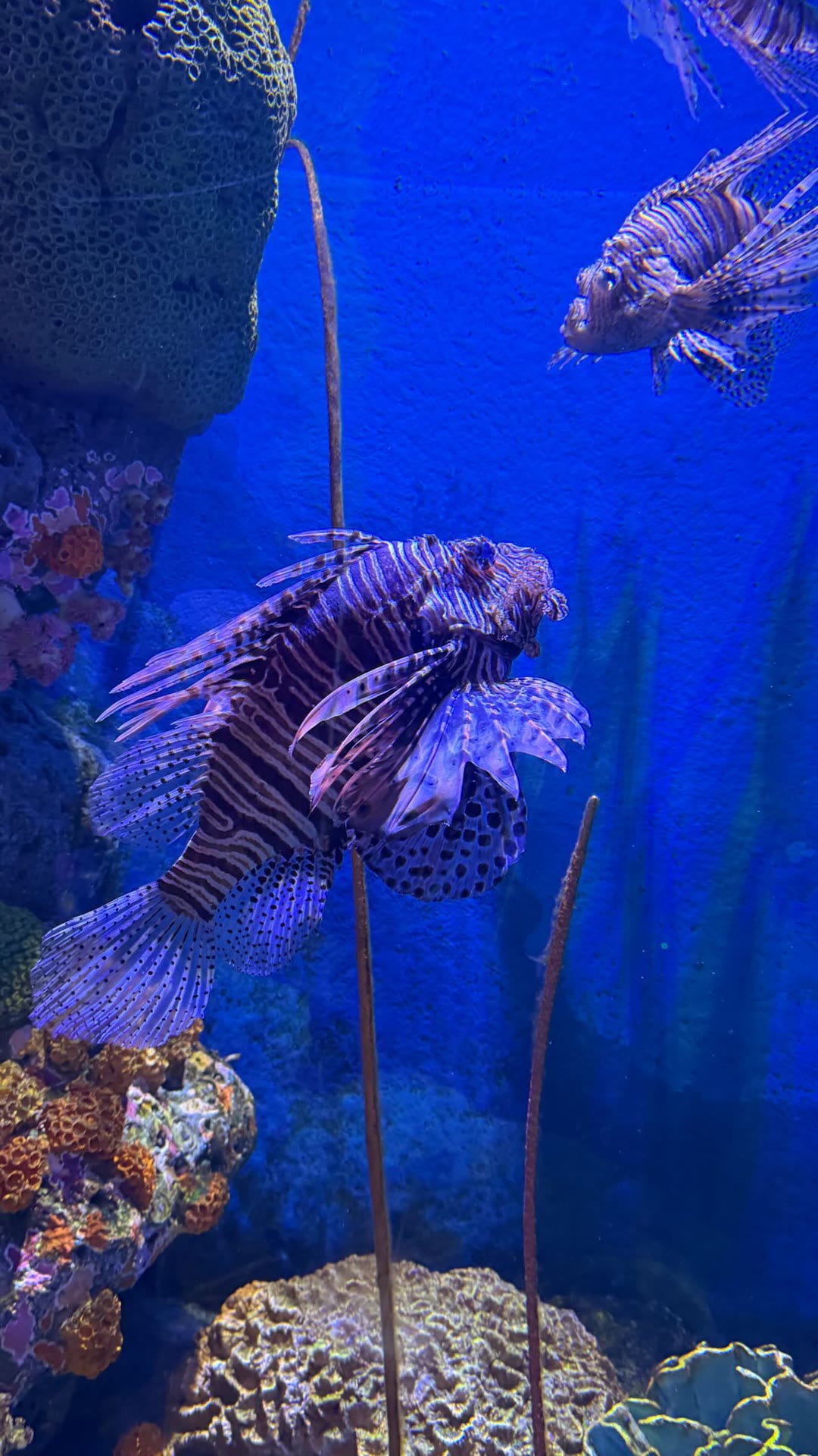 Lionfish at a Bangkok aquarium