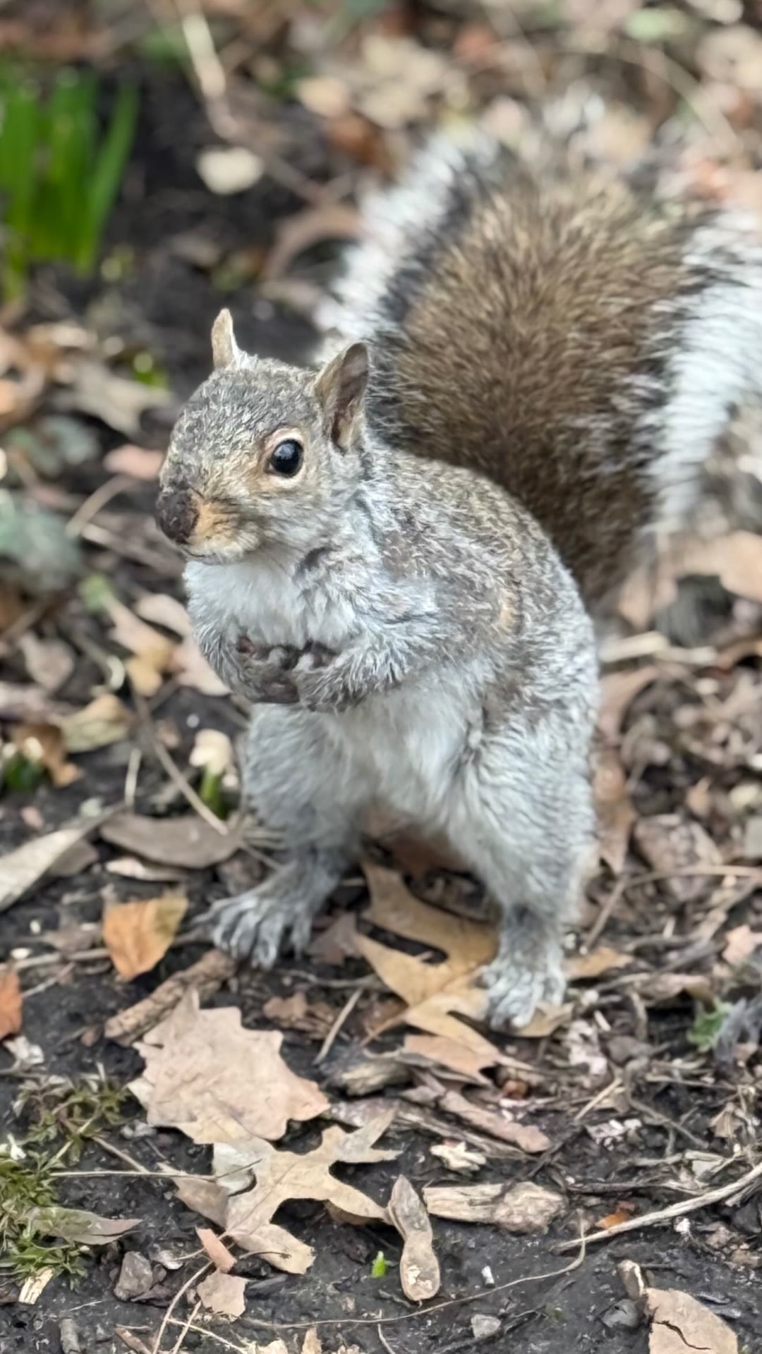 Squirrel close-up in a New York park