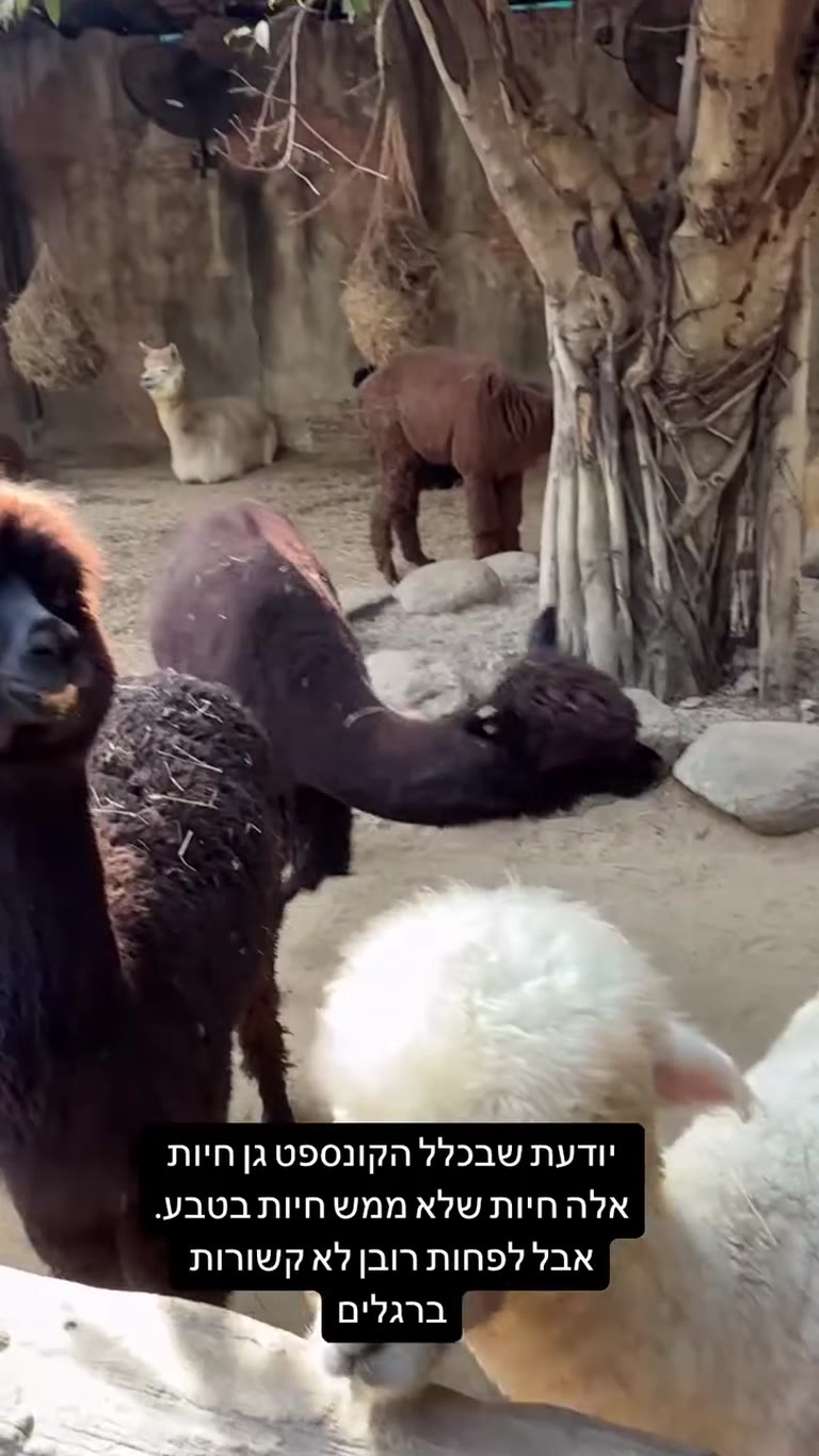 Alpacas at a Bangkok zoo