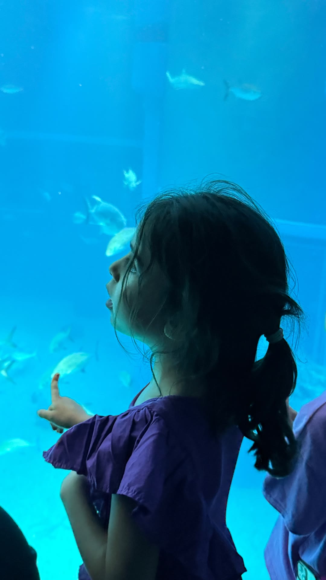 Kaiyukan aquarium moment in Osaka