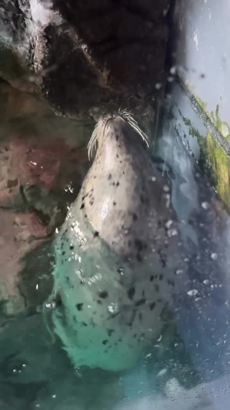 Seal up close at an Osaka aquarium