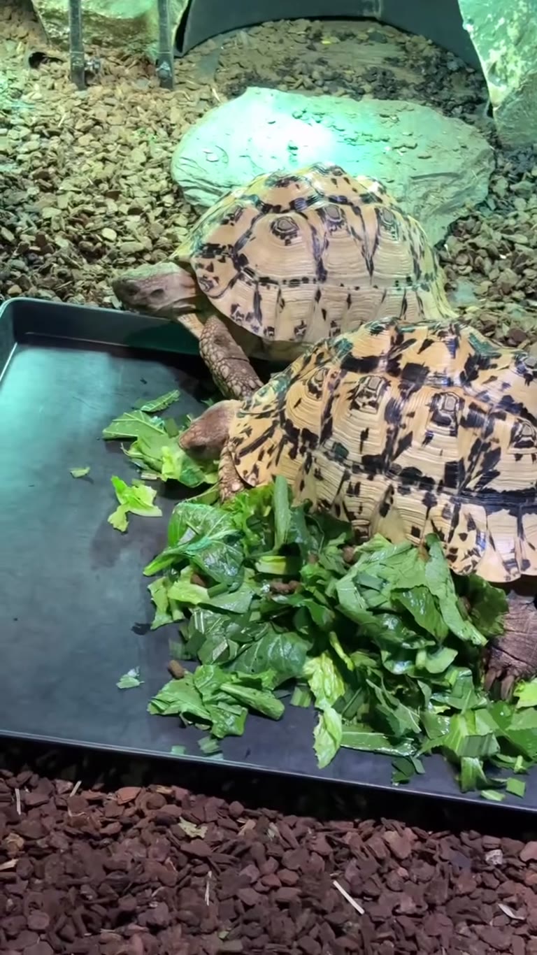 Leopard tortoises feeding, Bangkok