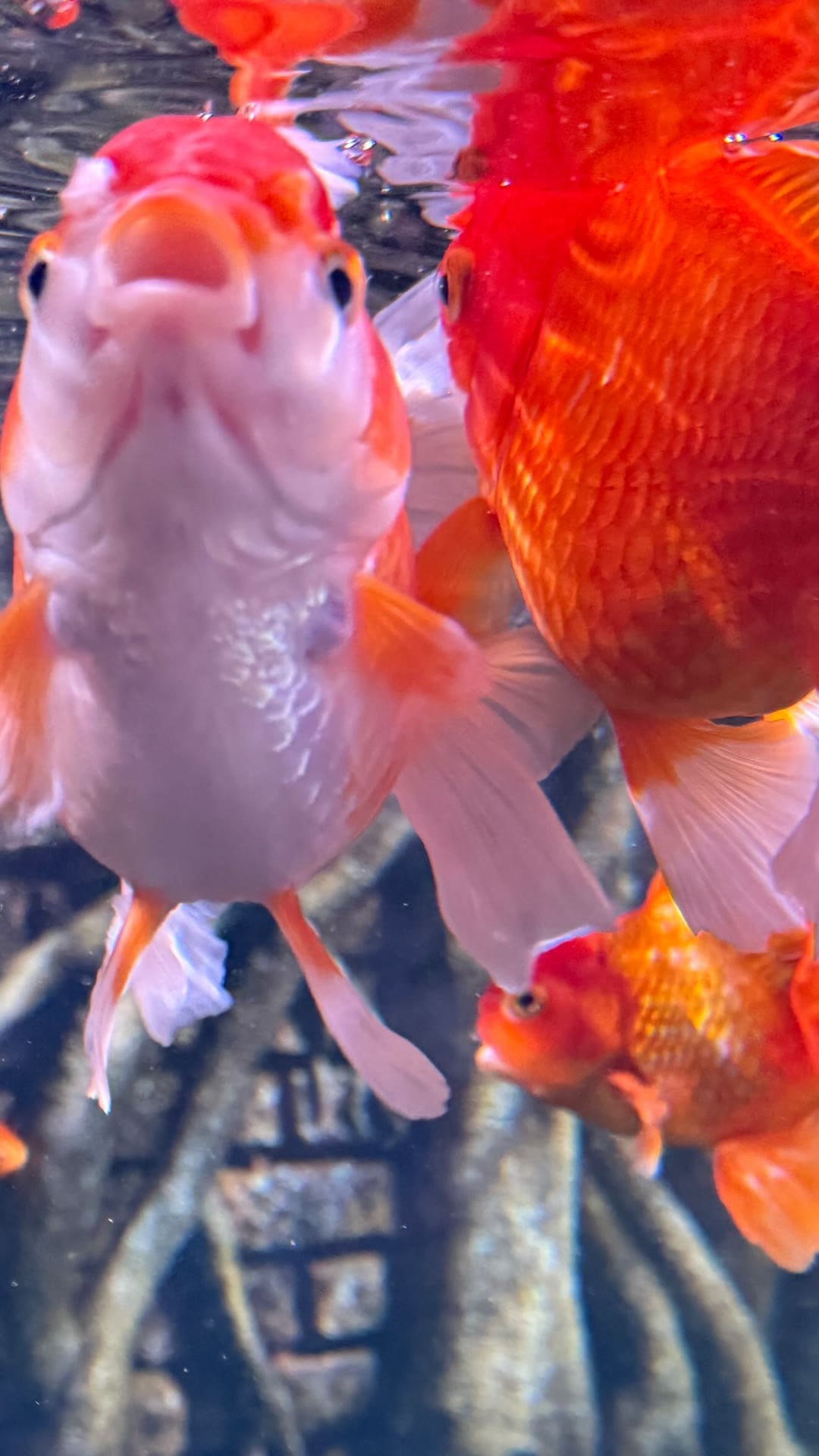 Goldfish close-up in Bangkok