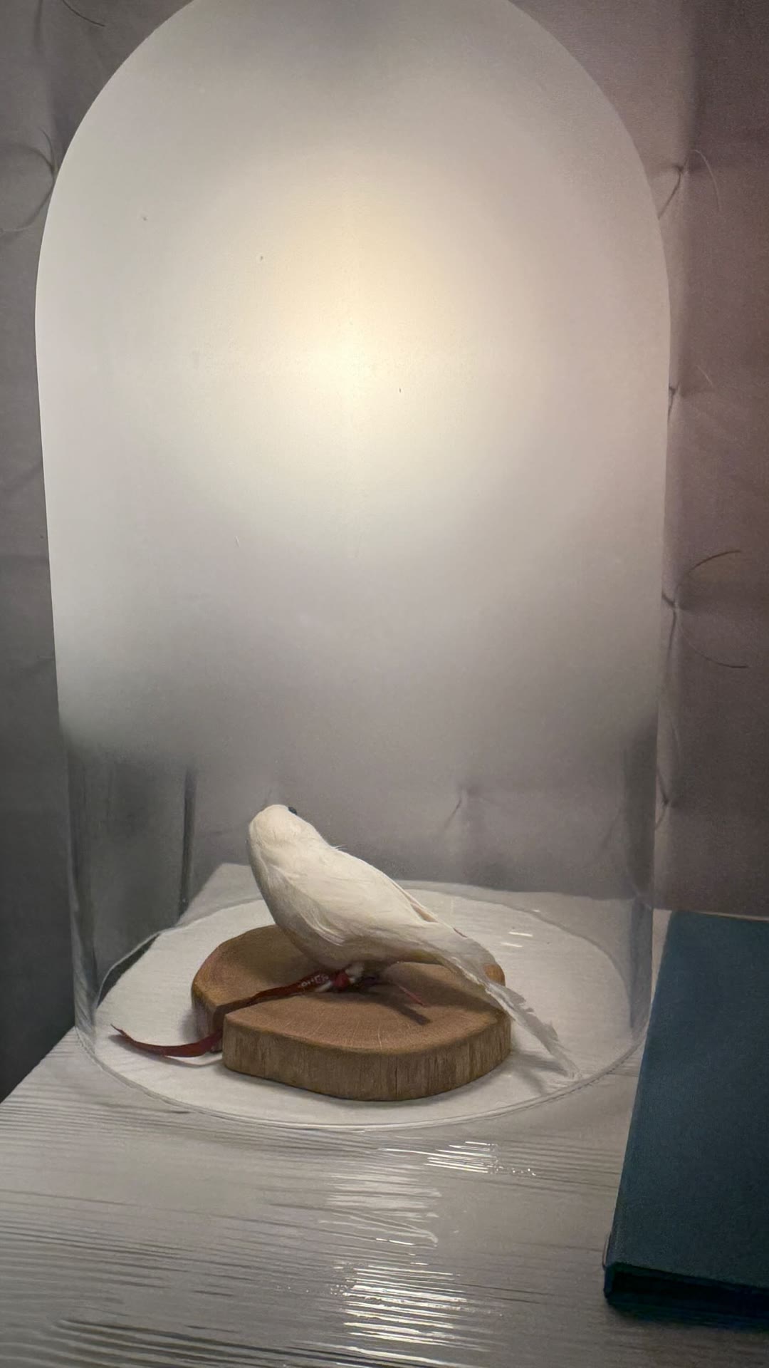 White bird under a glass cloche in Florence