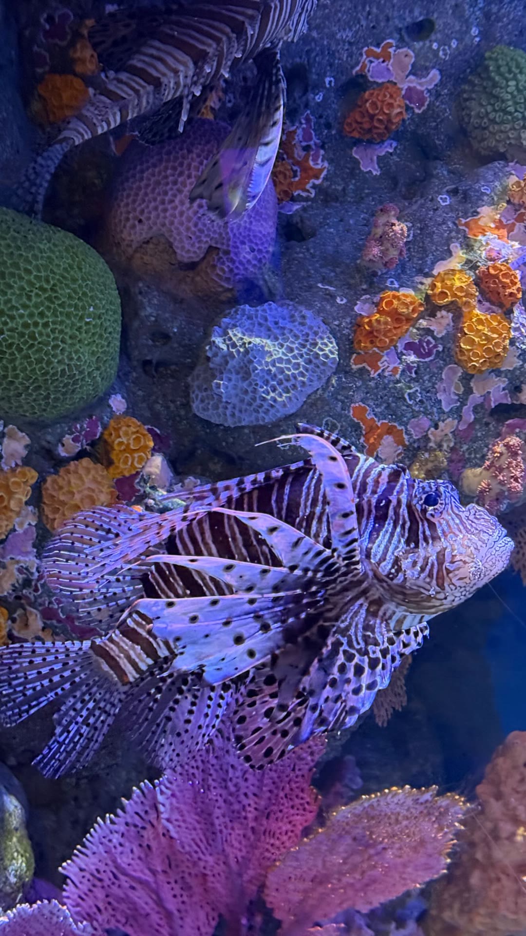 Lionfish at a Bangkok aquarium
