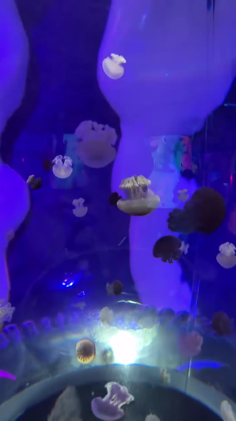 Jellyfish tank in Bangkok
