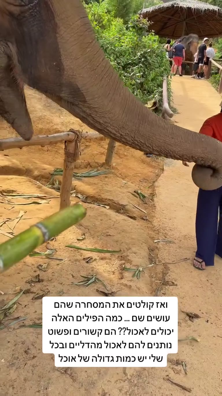 ביקורת על מפגש פילים בפוקט