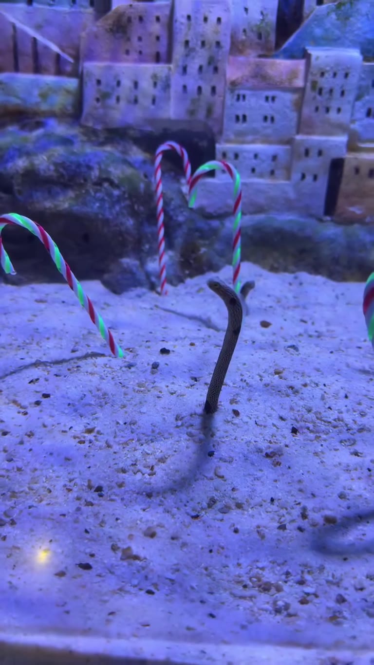 Garden eels in a Christmas-decorated aquarium, Bangkok