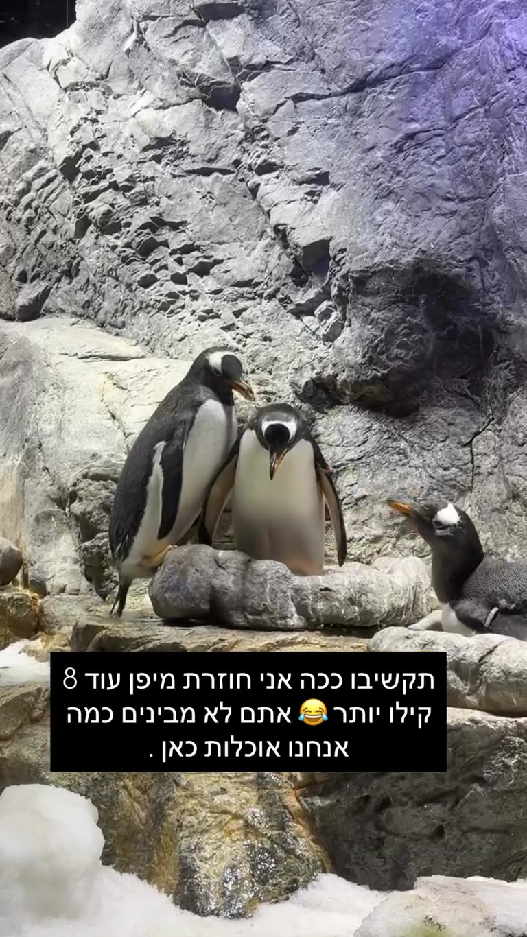 פינגווינים באקווריום באוסקה