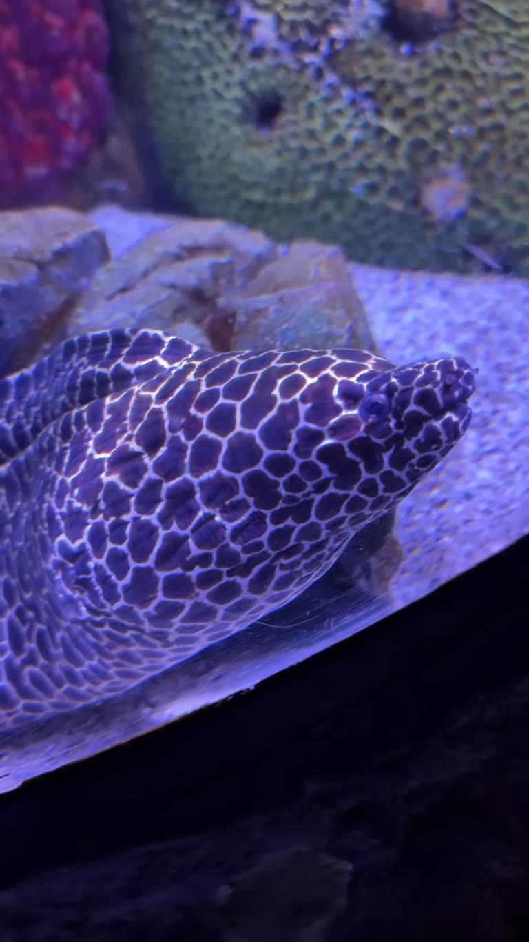 Spotted moray eel up close in a Bangkok aquarium