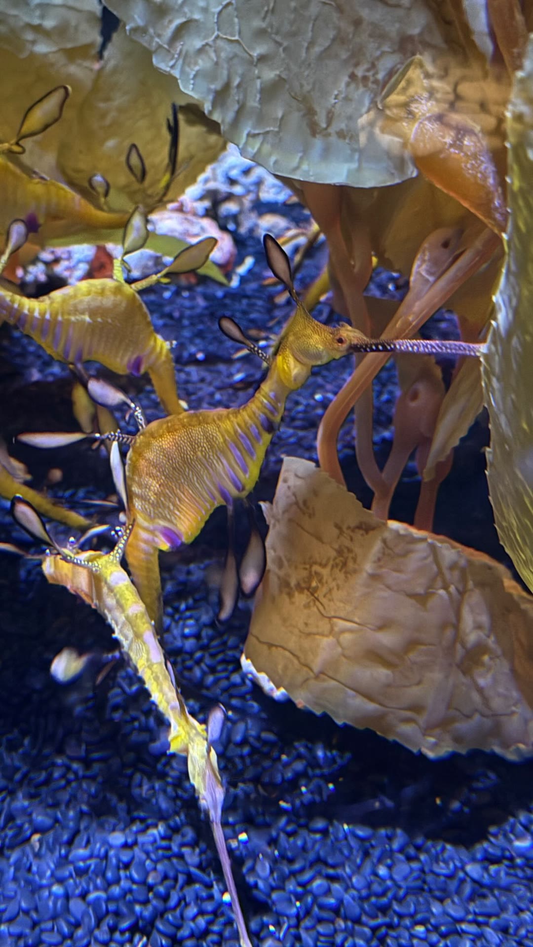 Weedy seadragons at a Bangkok aquarium
