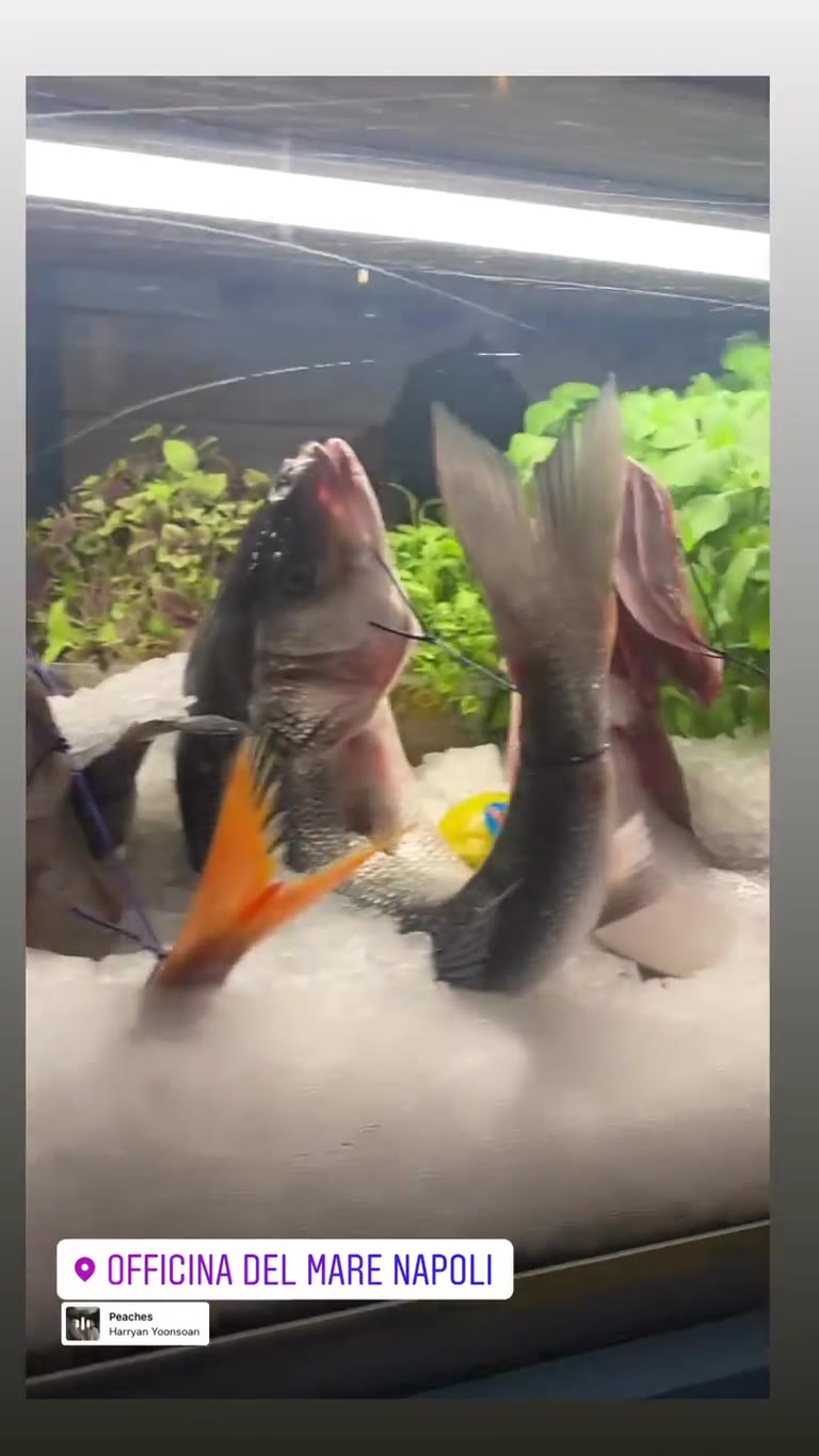 Officina del Mare, Naples — fresh fish counter