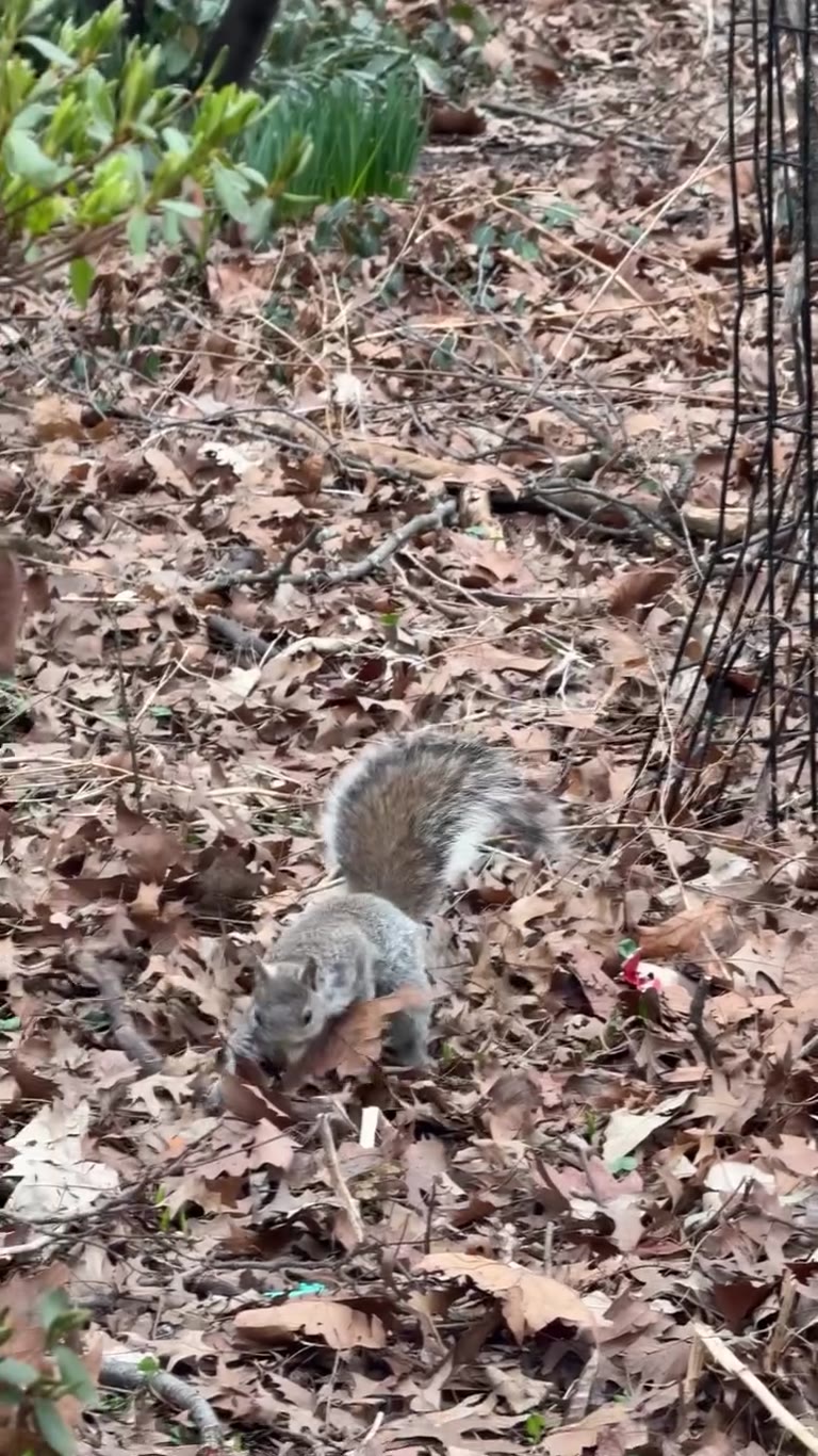 Squirrel in the leaves, New York