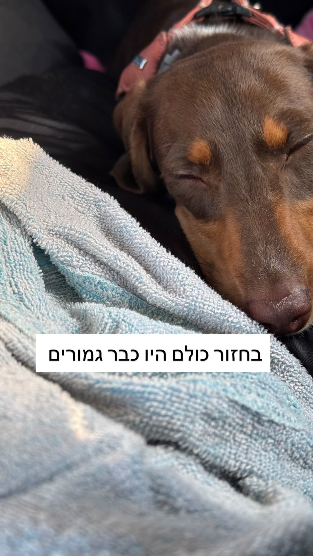 כלב מותש בדרך חזרה