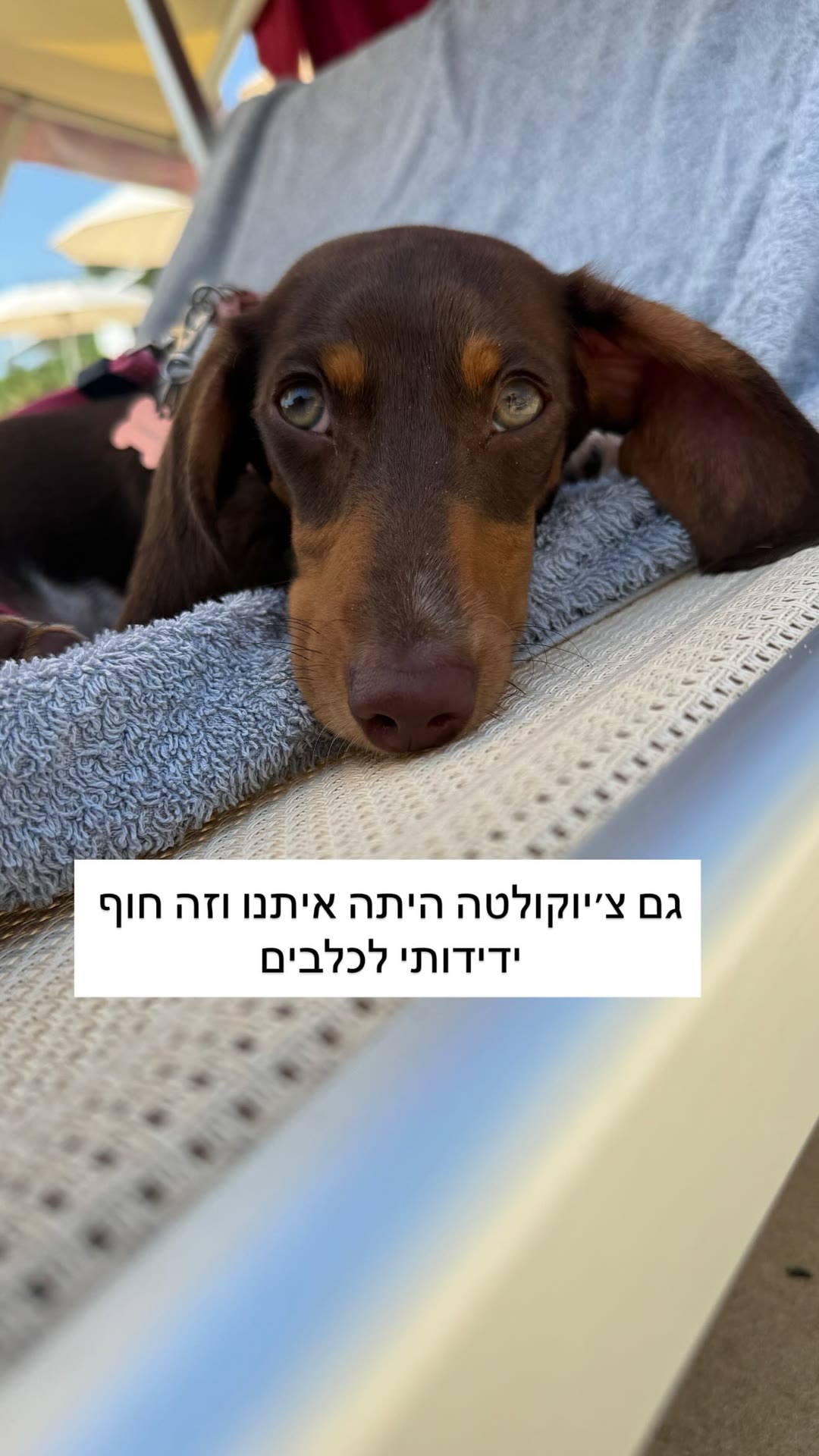 חוף ידידותי לכלבים ביום מחוץ לרומא