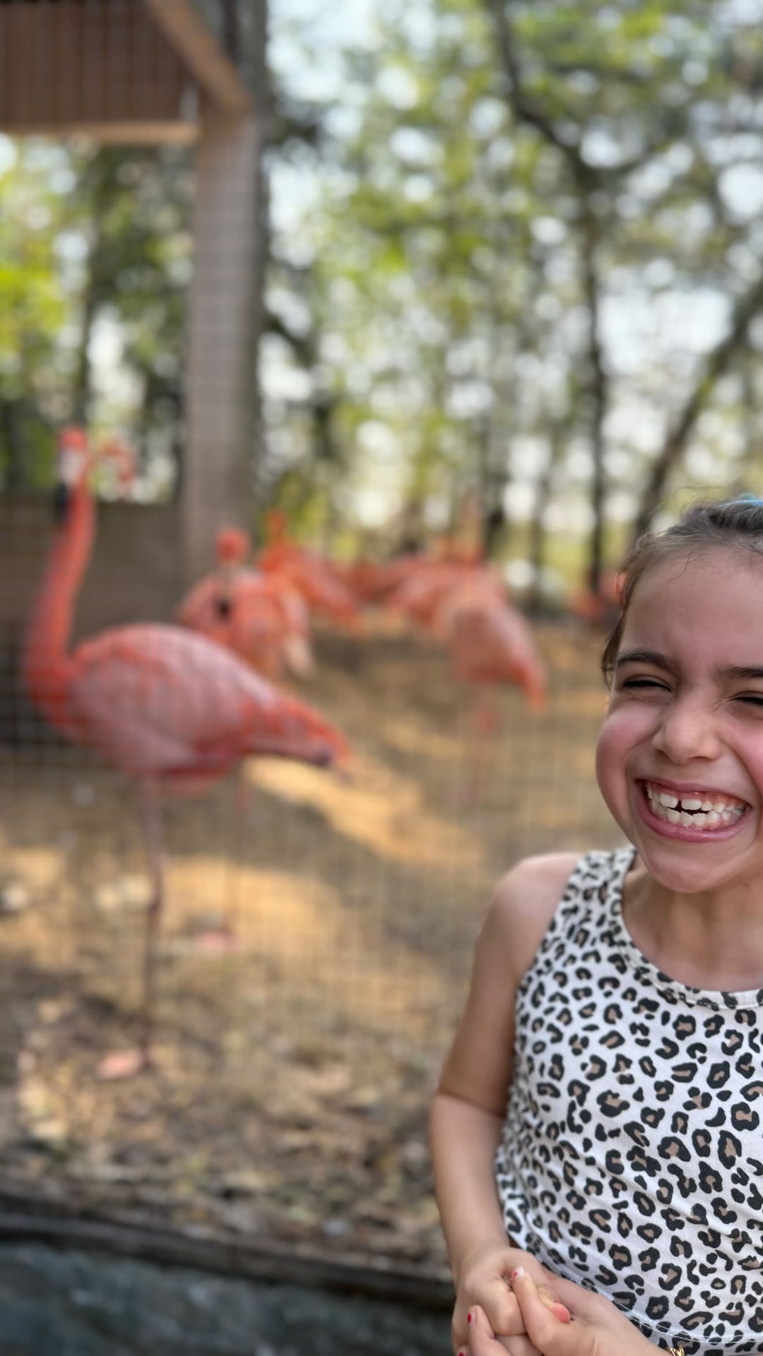 Flamingos with the kids in Bangkok