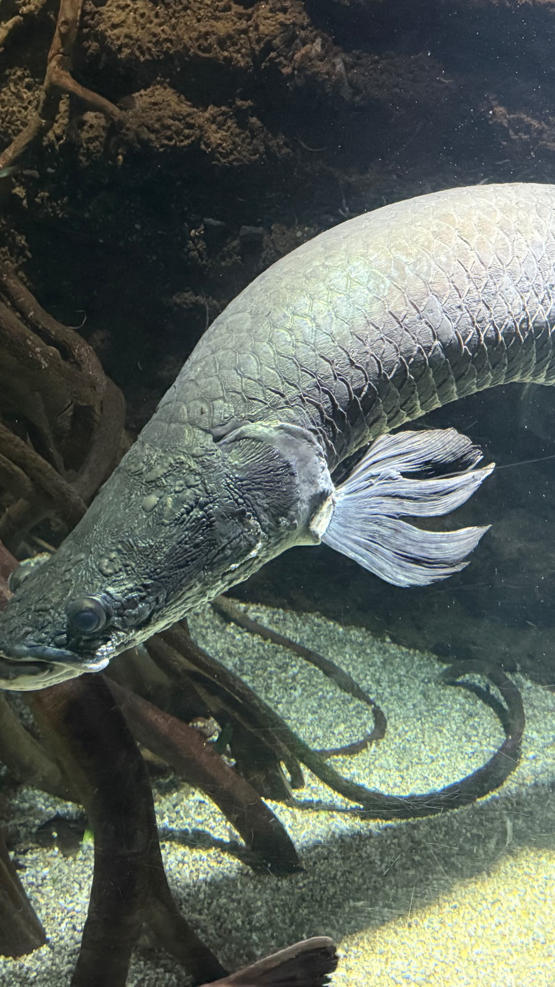 Giant arapaima at Osaka Aquarium Kaiyukan