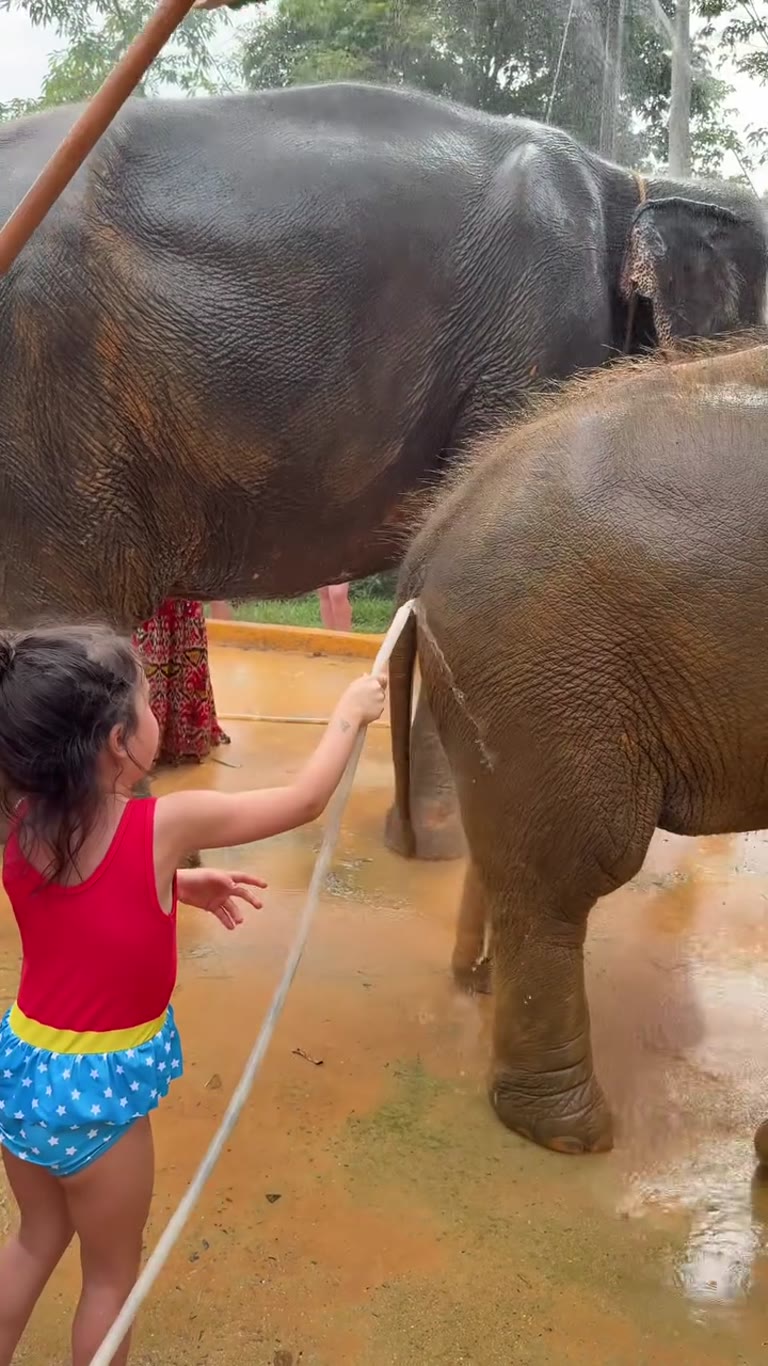 Bathing elephants at a Phuket elephant sanctuary