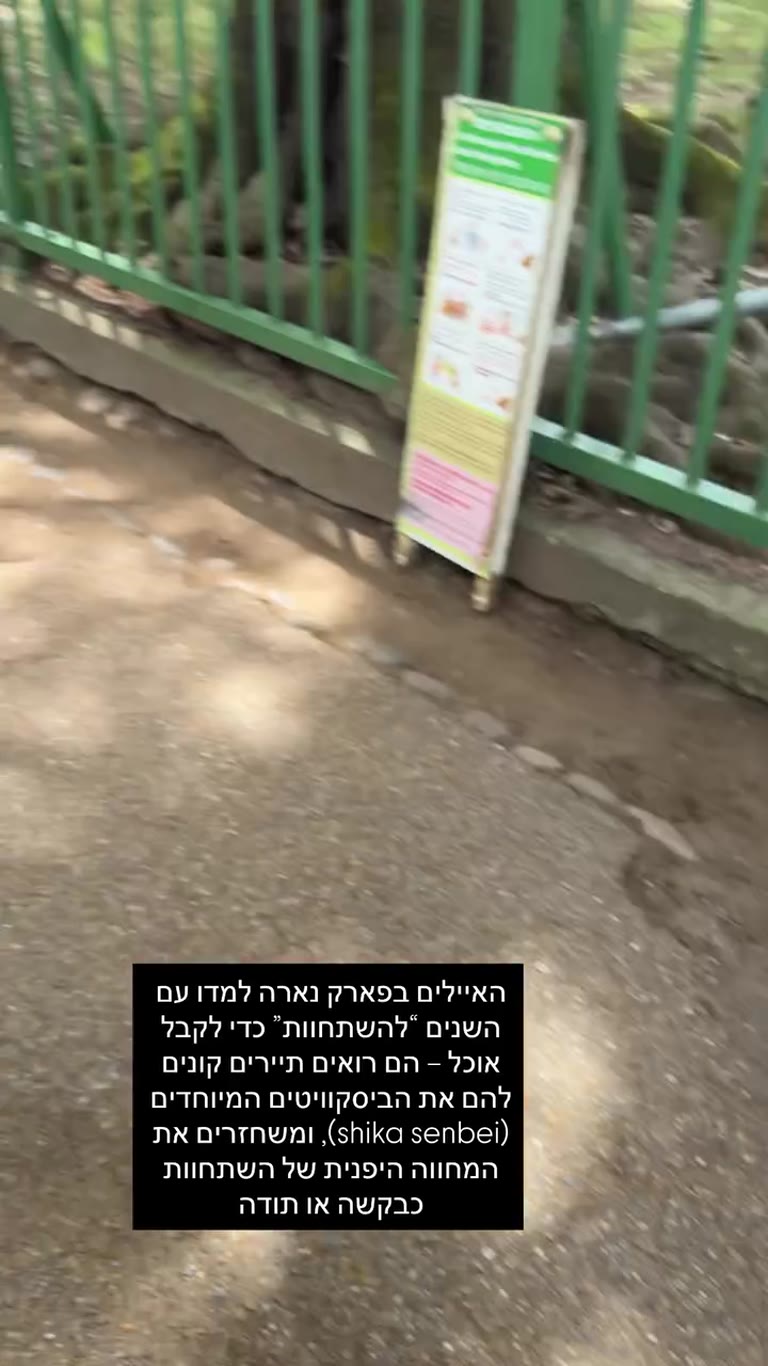 האיילים המשתחווים בפארק נארה