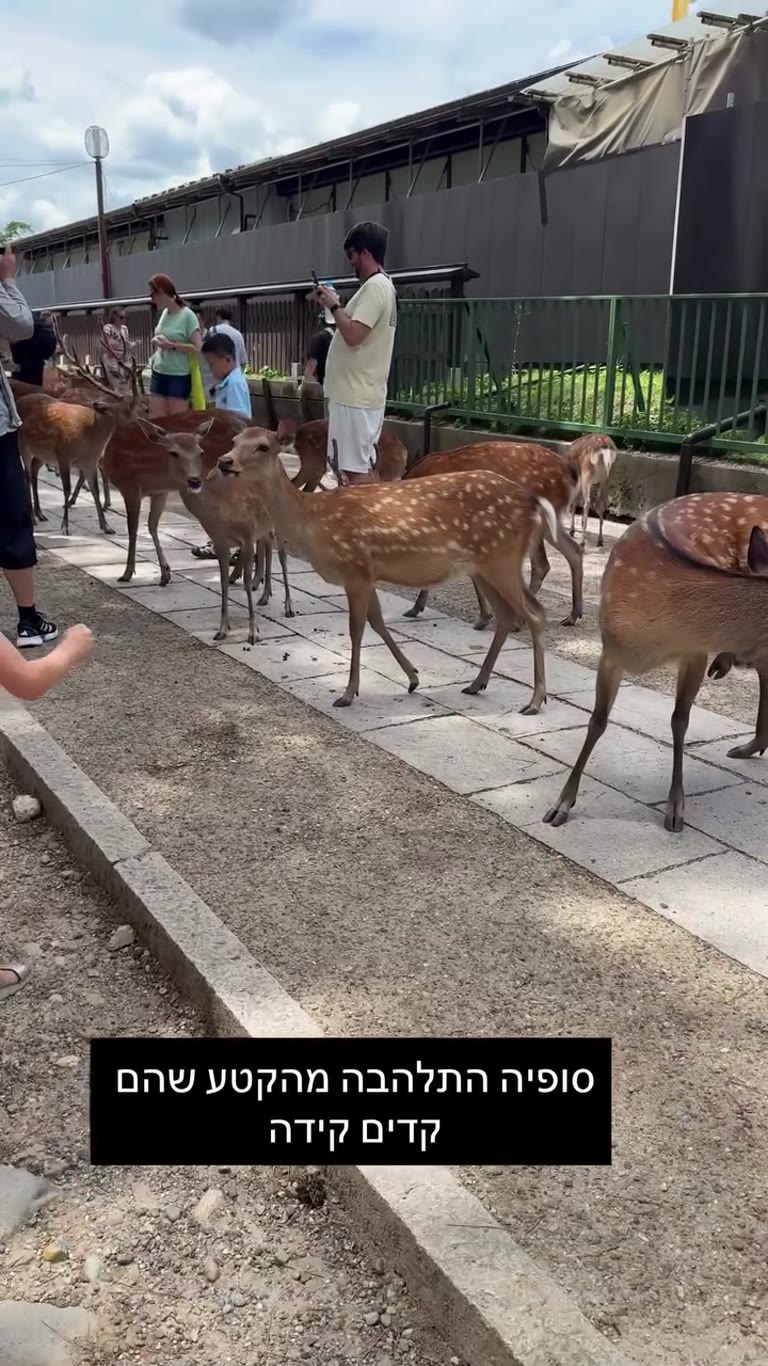 האיילים המשתחווים בנארה