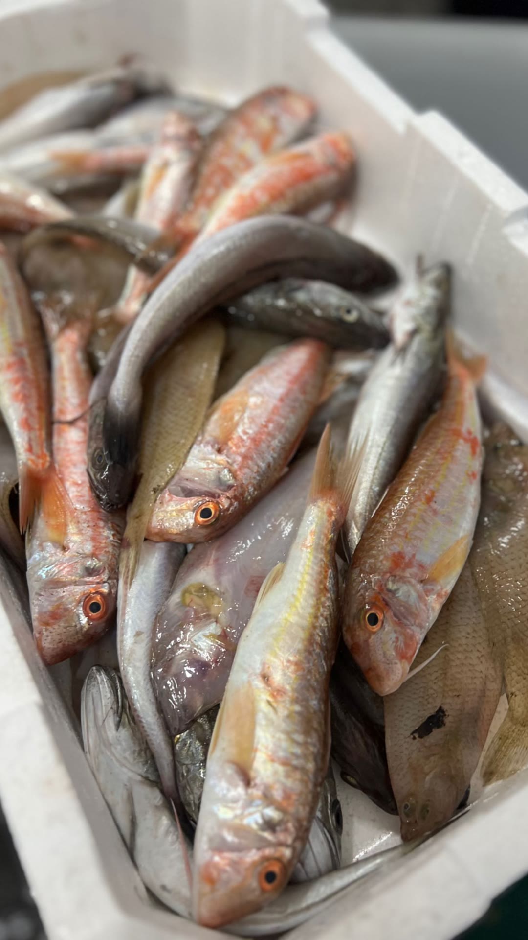 Fresh catch in Naples