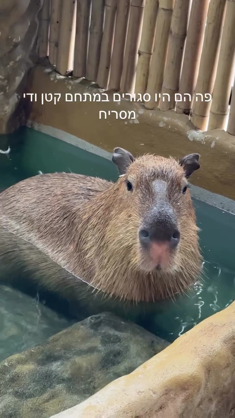 קפיברות במתחם קטן ומסריח בבנגקוק