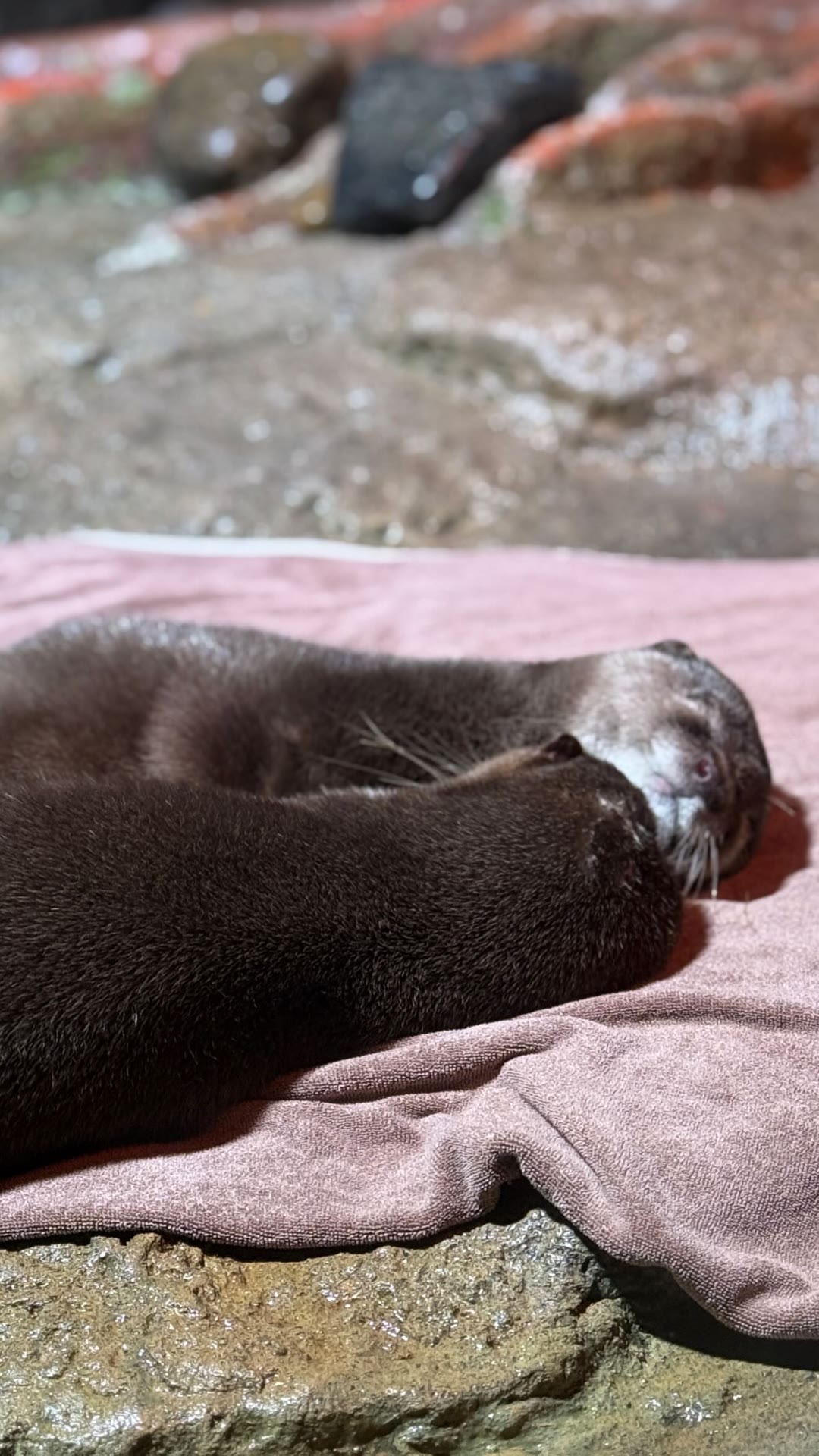 Sleeping otters in Bangkok