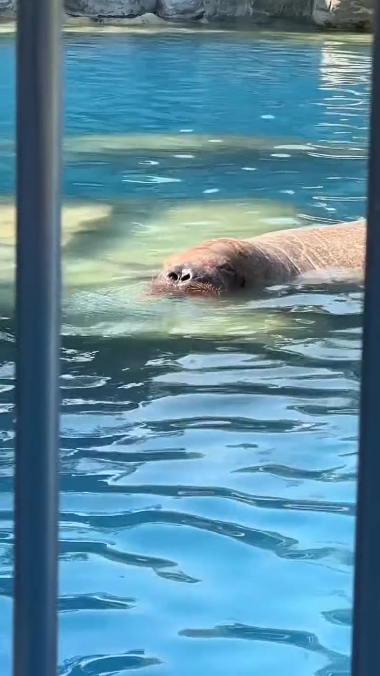 Walrus in the pool at a Bangkok zoo
