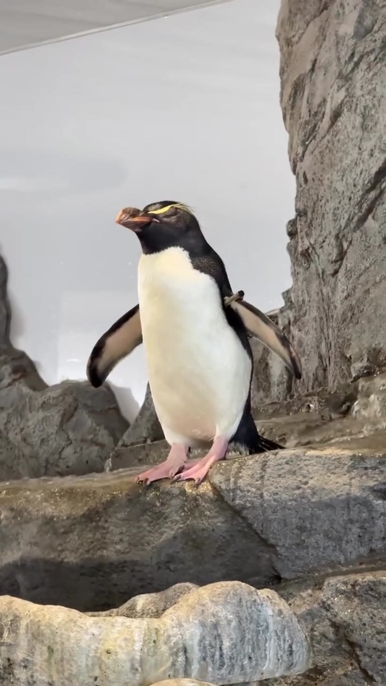 Penguin at Osaka Aquarium Kaiyukan