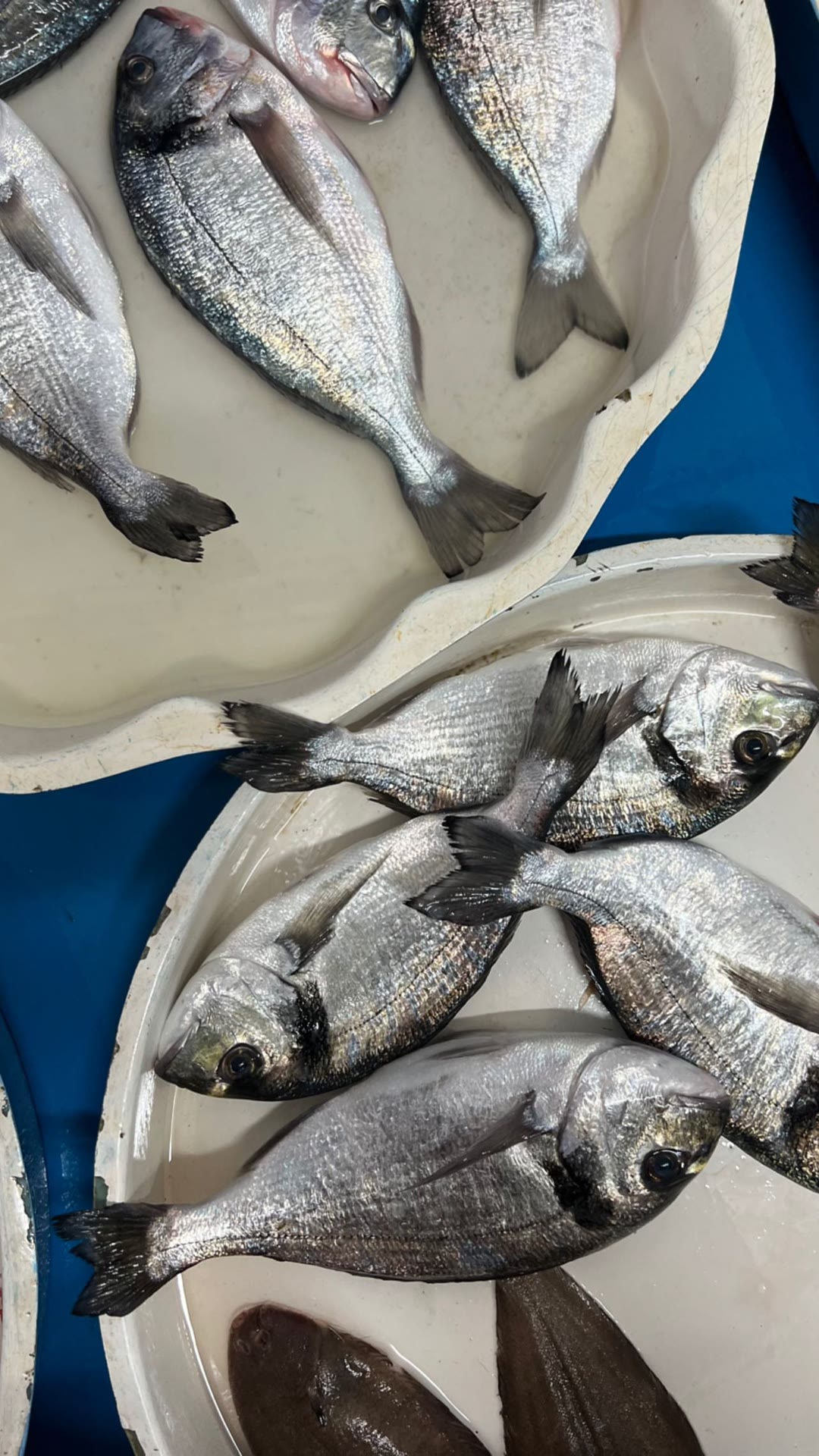 Fresh sea bream at a Naples fish market