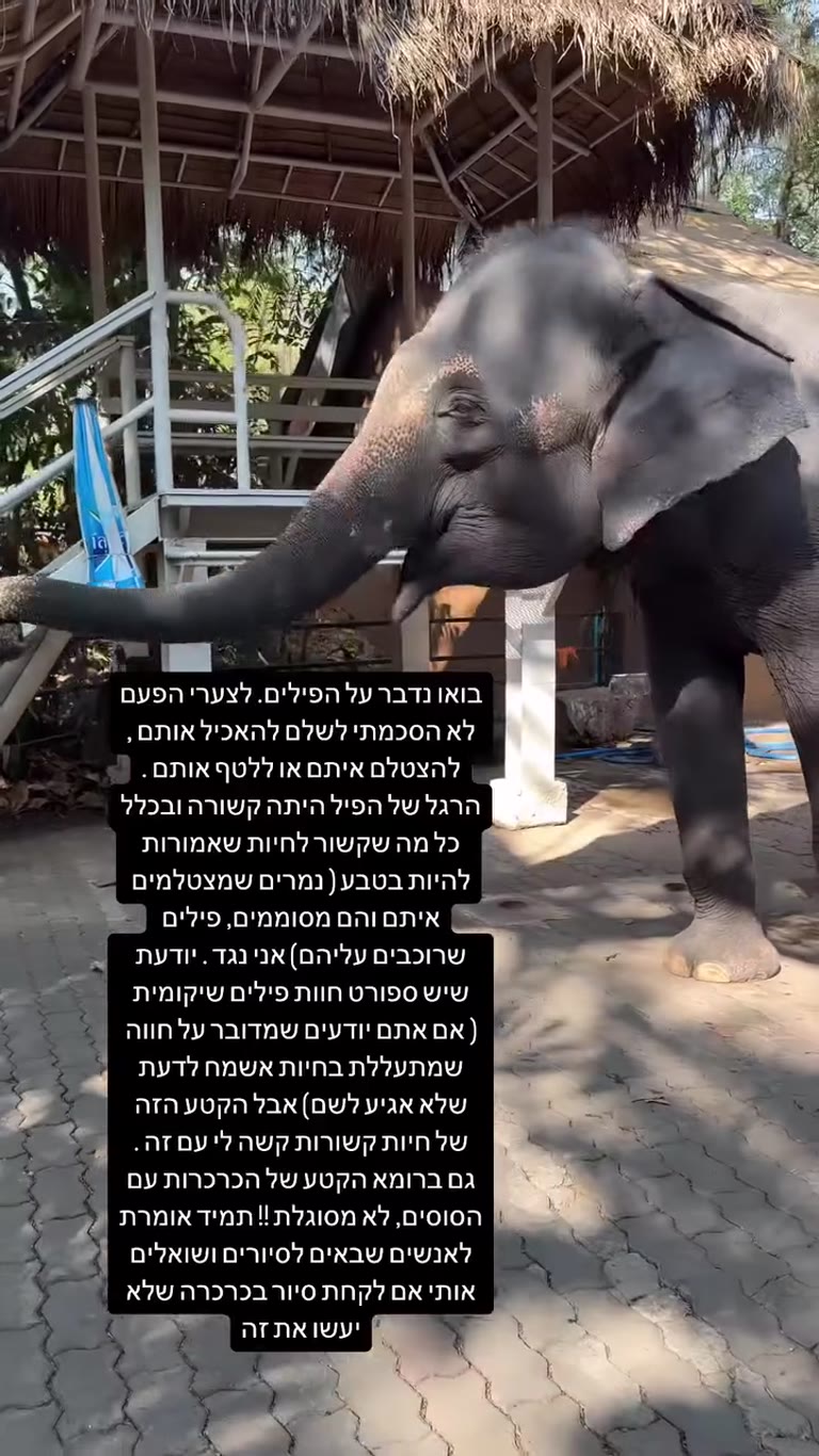 פילים קשורים בתאילנד — אני נגד