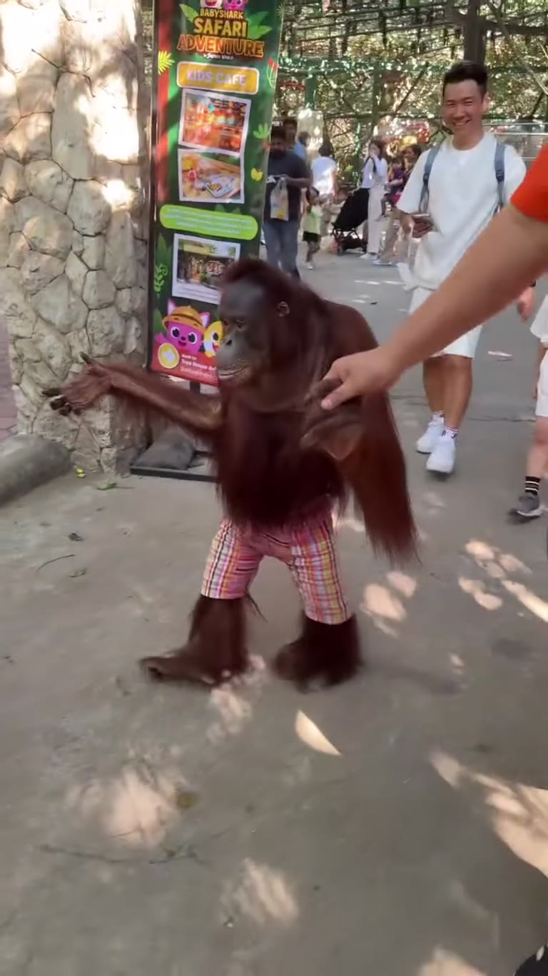 Orangutan walk at Safari World, Bangkok