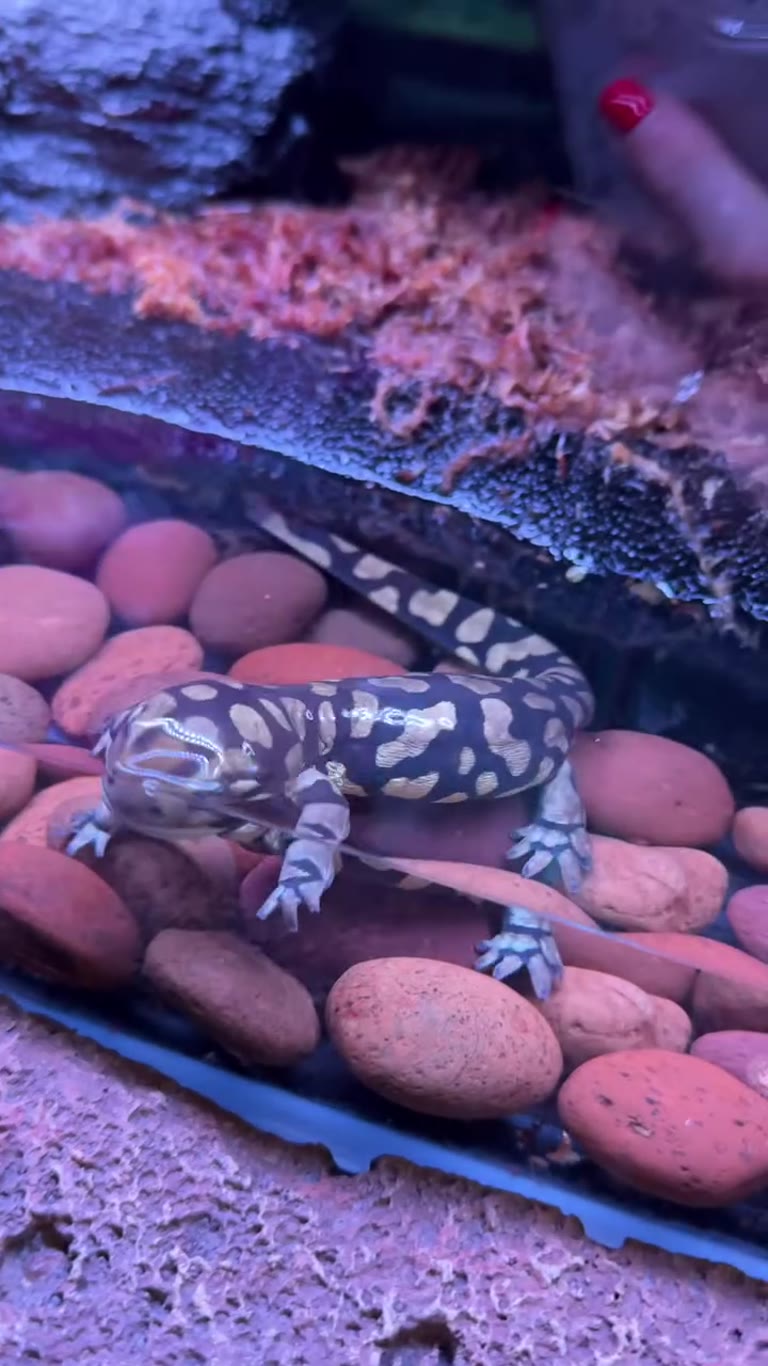 Salamanders in a terrarium, Bangkok